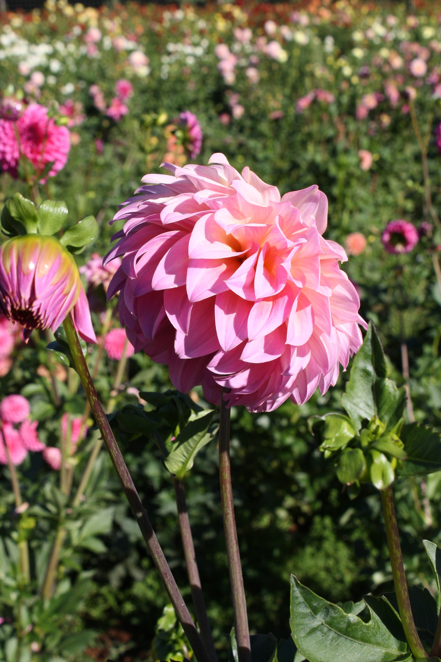 Bloomquist Fredene Dahlia Tuber
