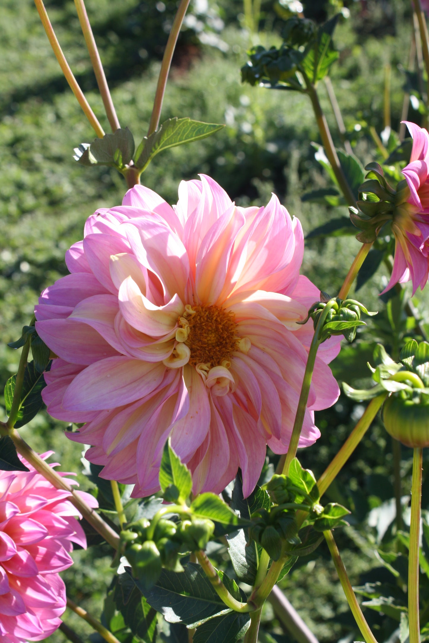 Bloomquist Fredene Dahlia Tuber