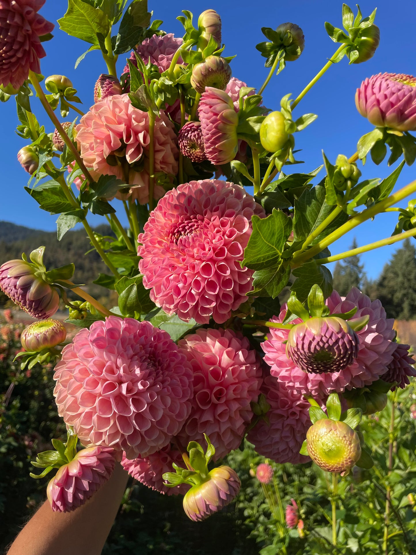 Clearview Peachy Dahlia Tuber