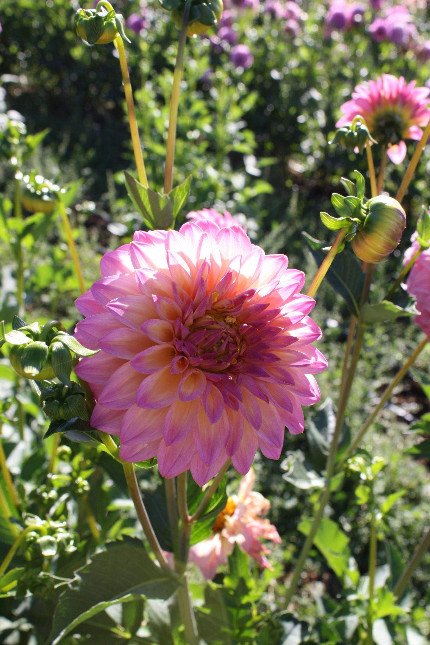Bloomquist Fredene Dahlia Tuber