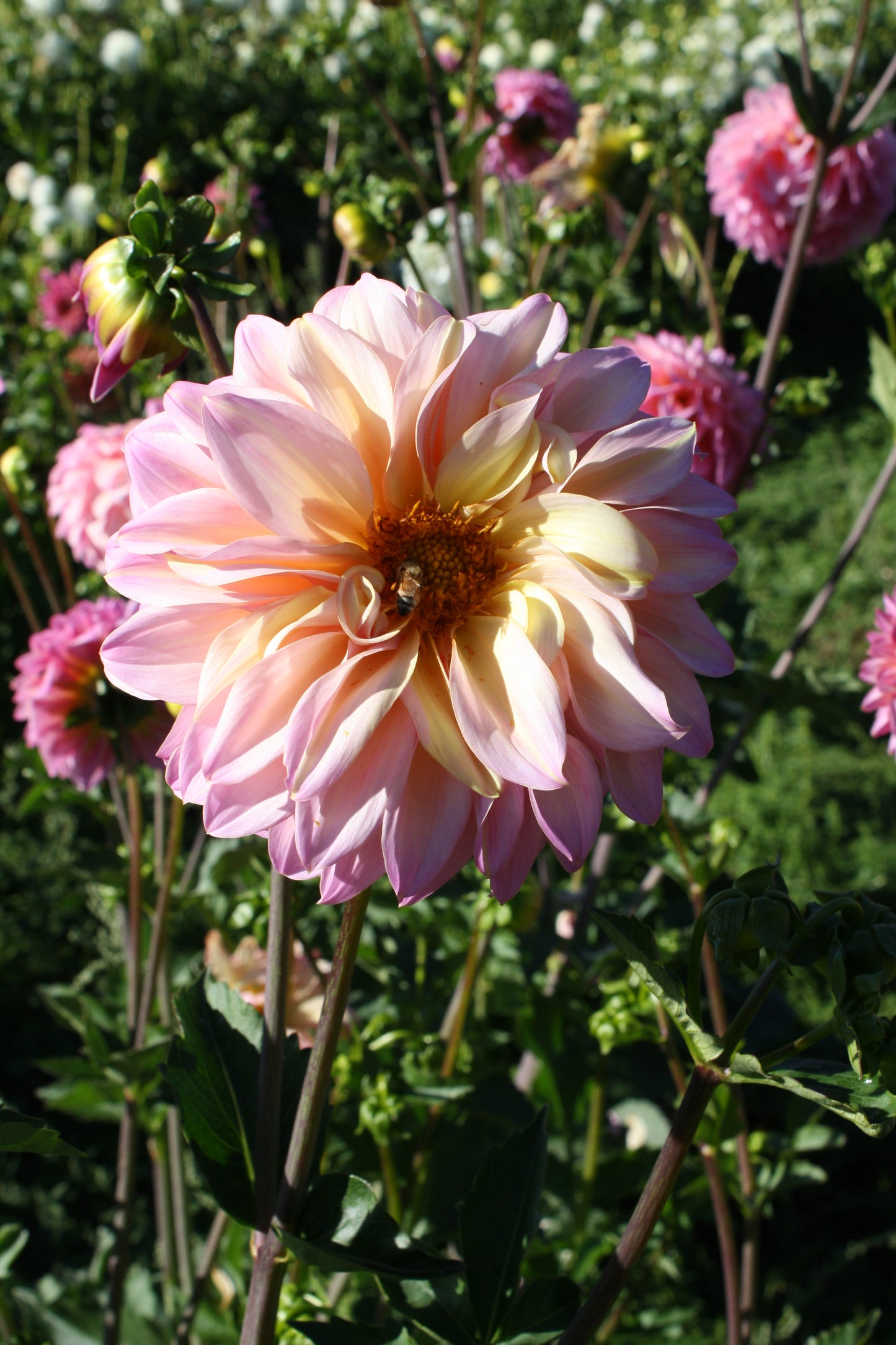 Bloomquist Fredene Dahlia Tuber