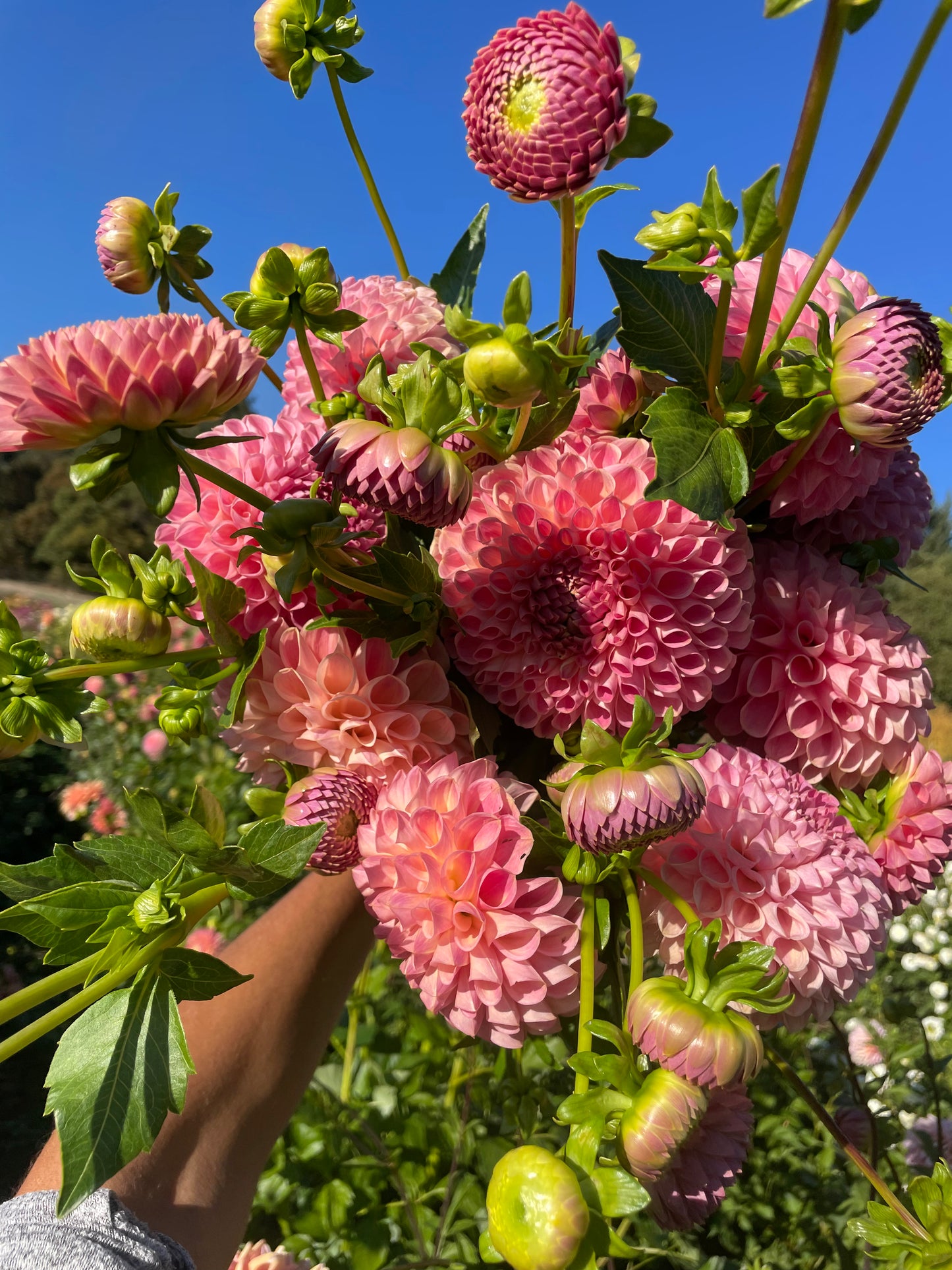 Clearview Peachy Dahlia Tuber