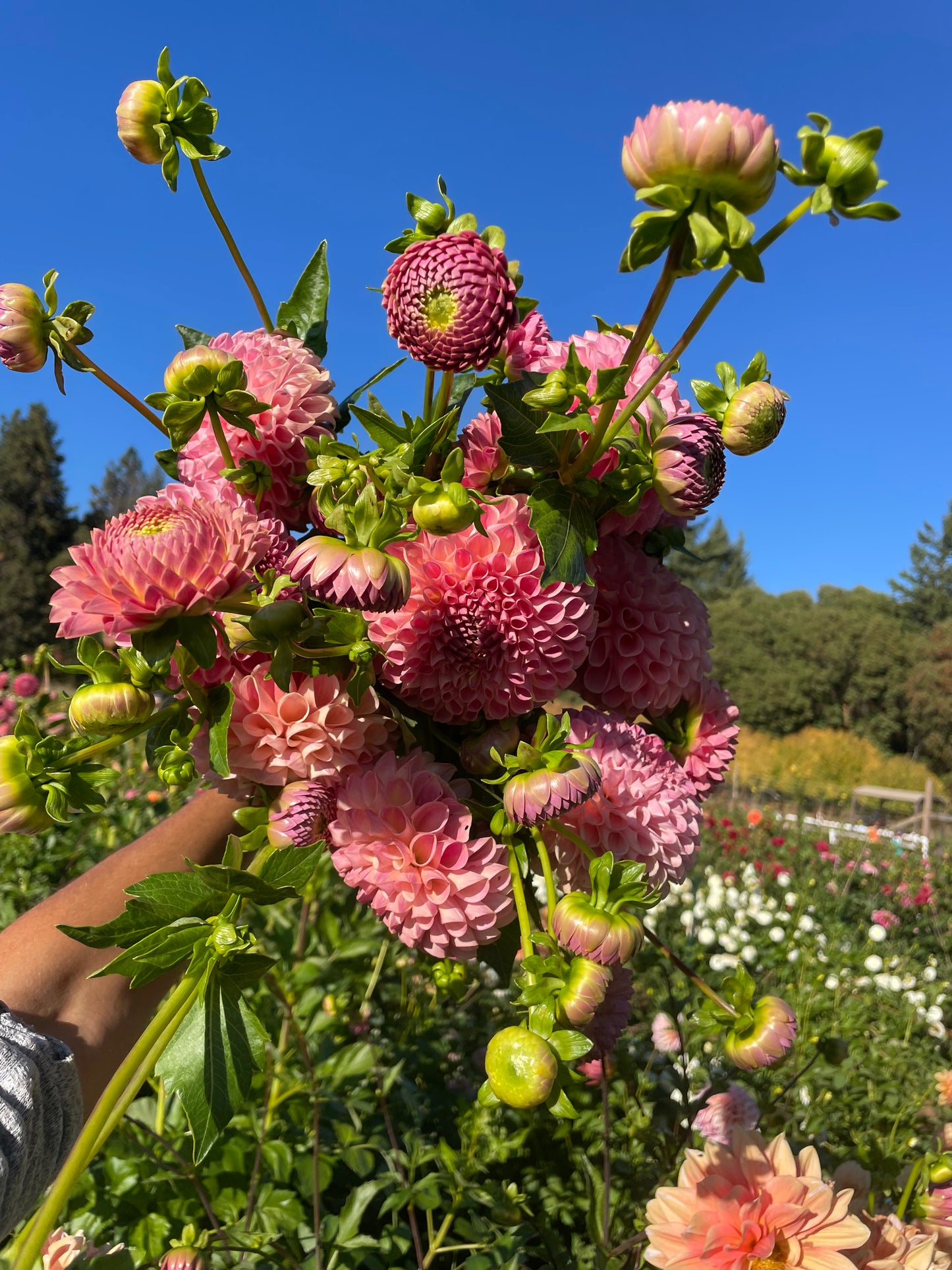 Clearview Peachy Dahlia Tuber
