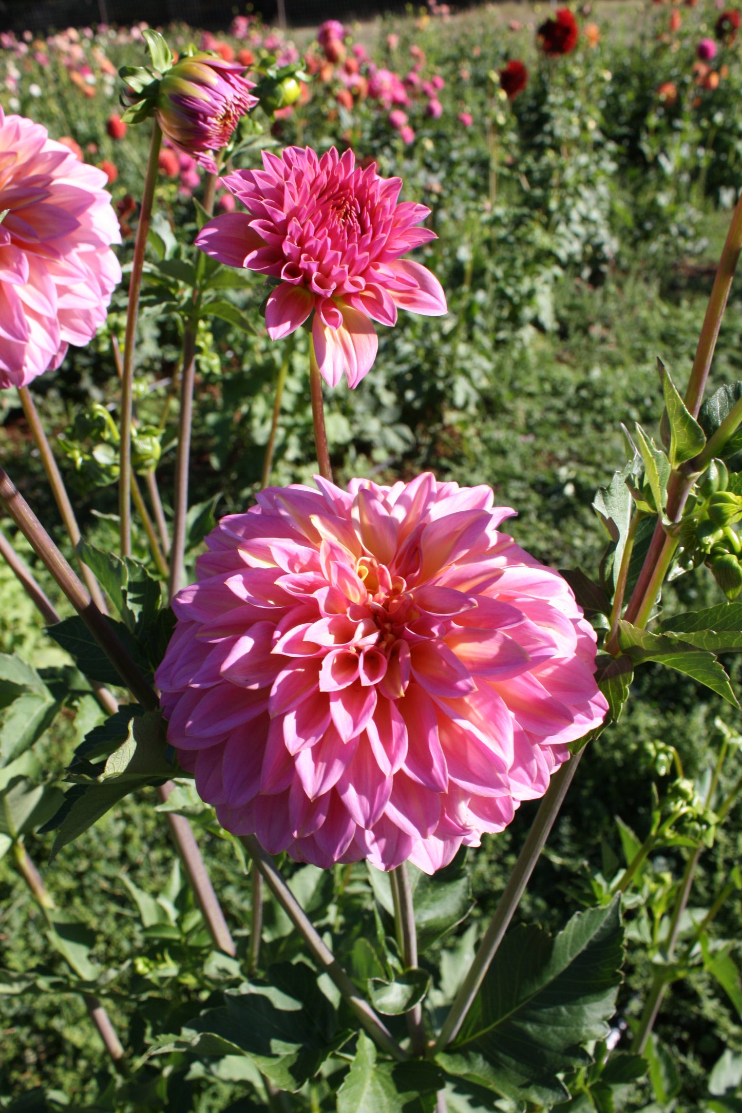 Bloomquist Fredene Dahlia Tuber