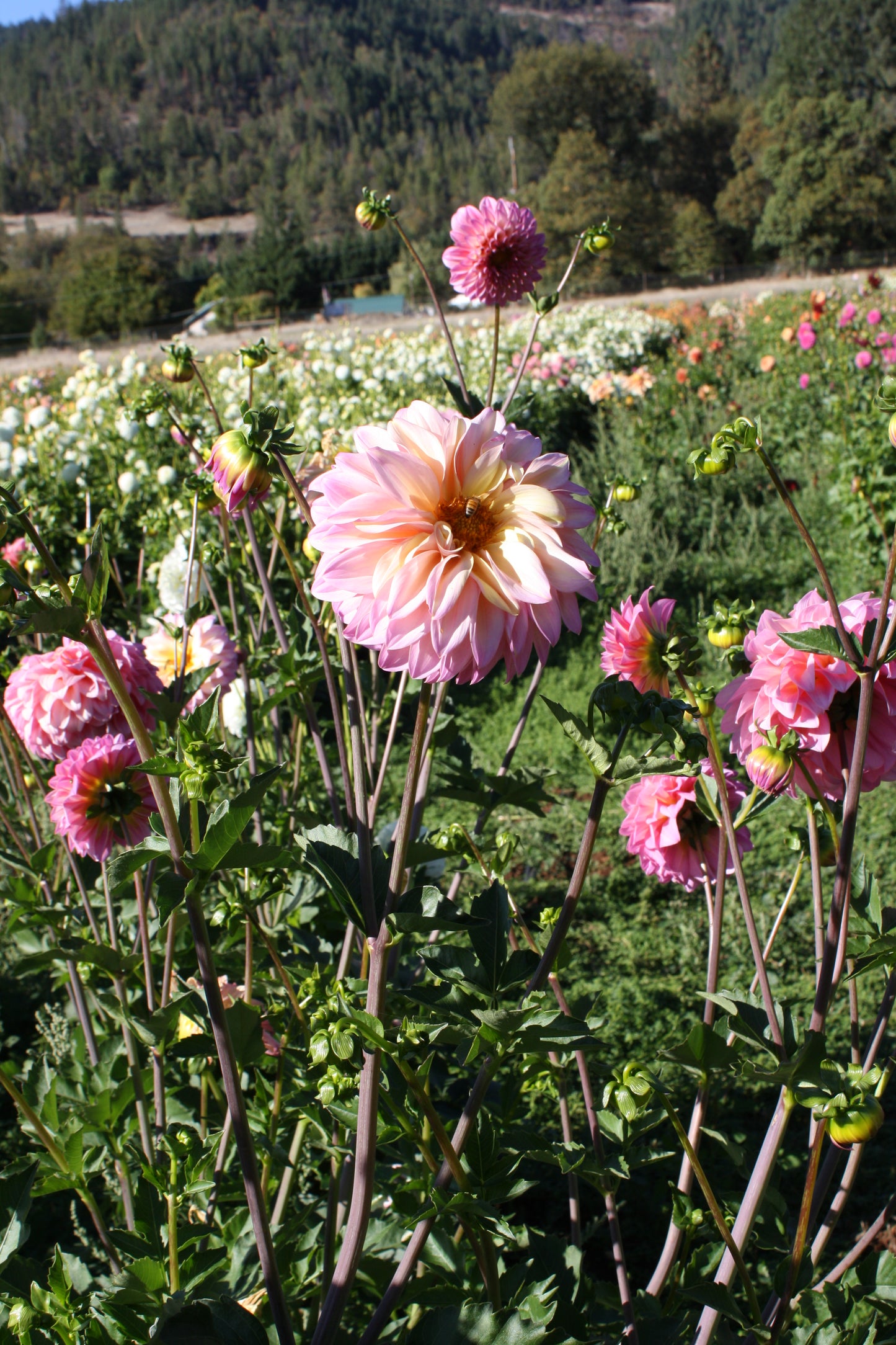 Bloomquist Fredene Dahlia Tuber