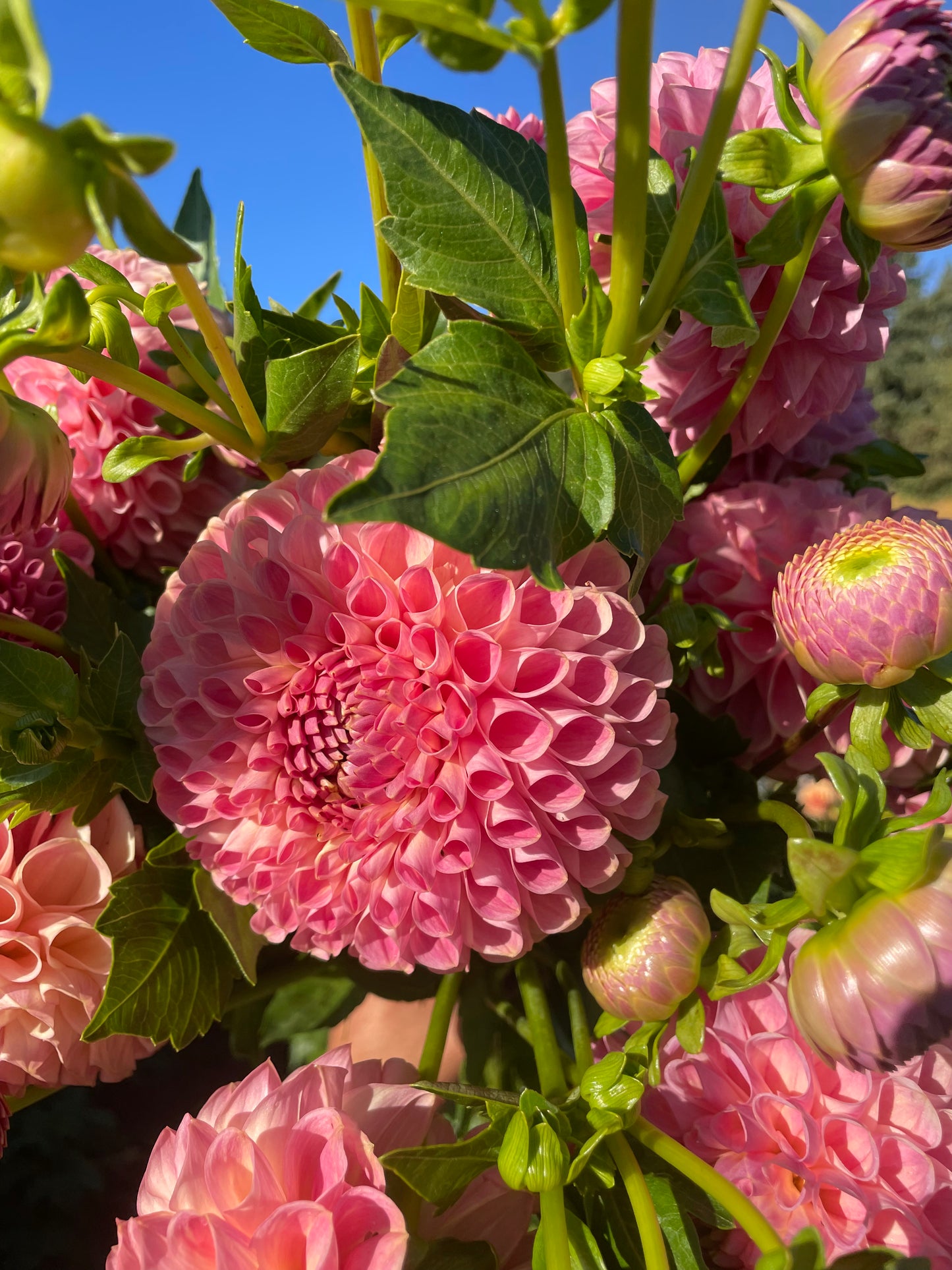Clearview Peachy Dahlia Tuber