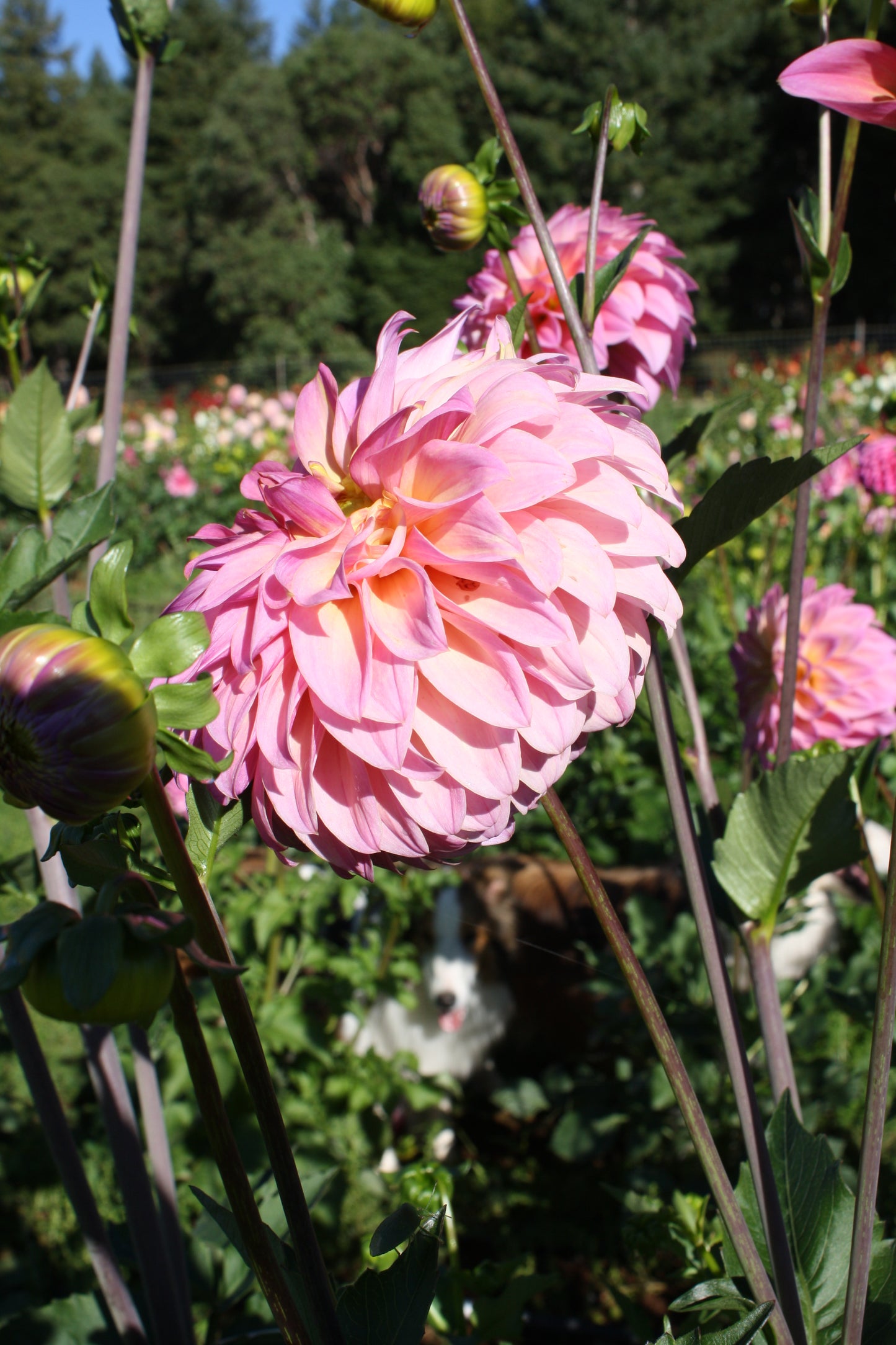 Bloomquist Fredene Dahlia Tuber