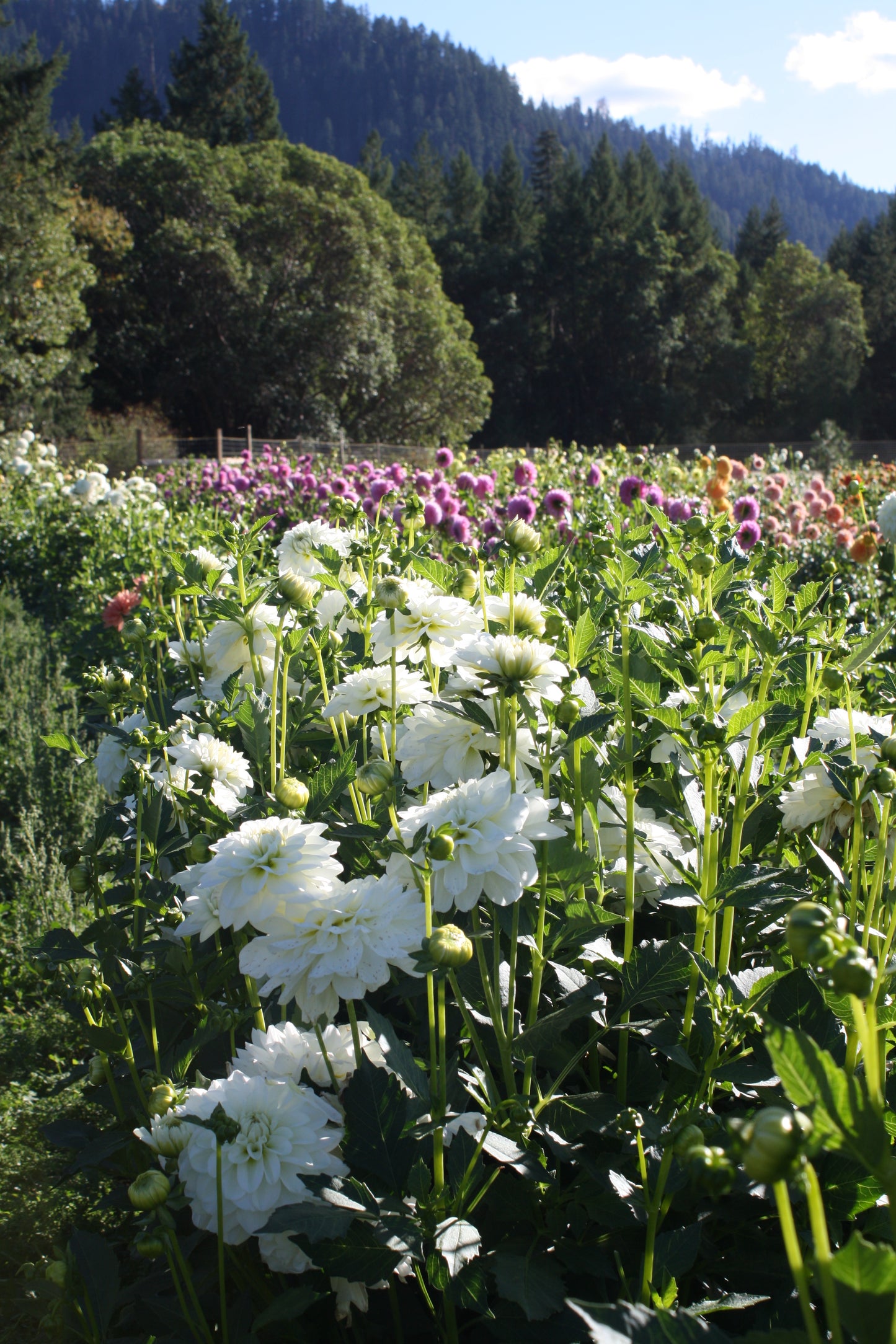 Bride to Be Dahlia Tuber