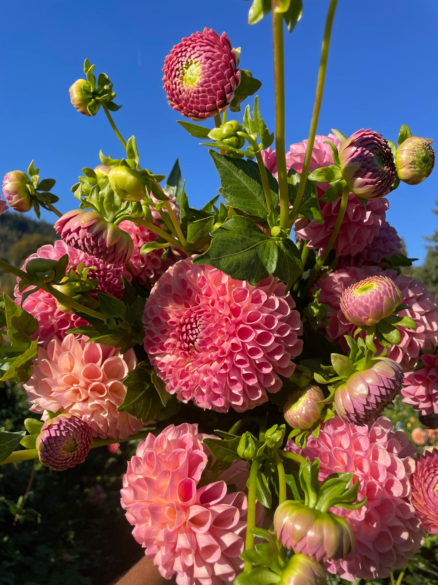 Clearview Peachy Dahlia Tuber