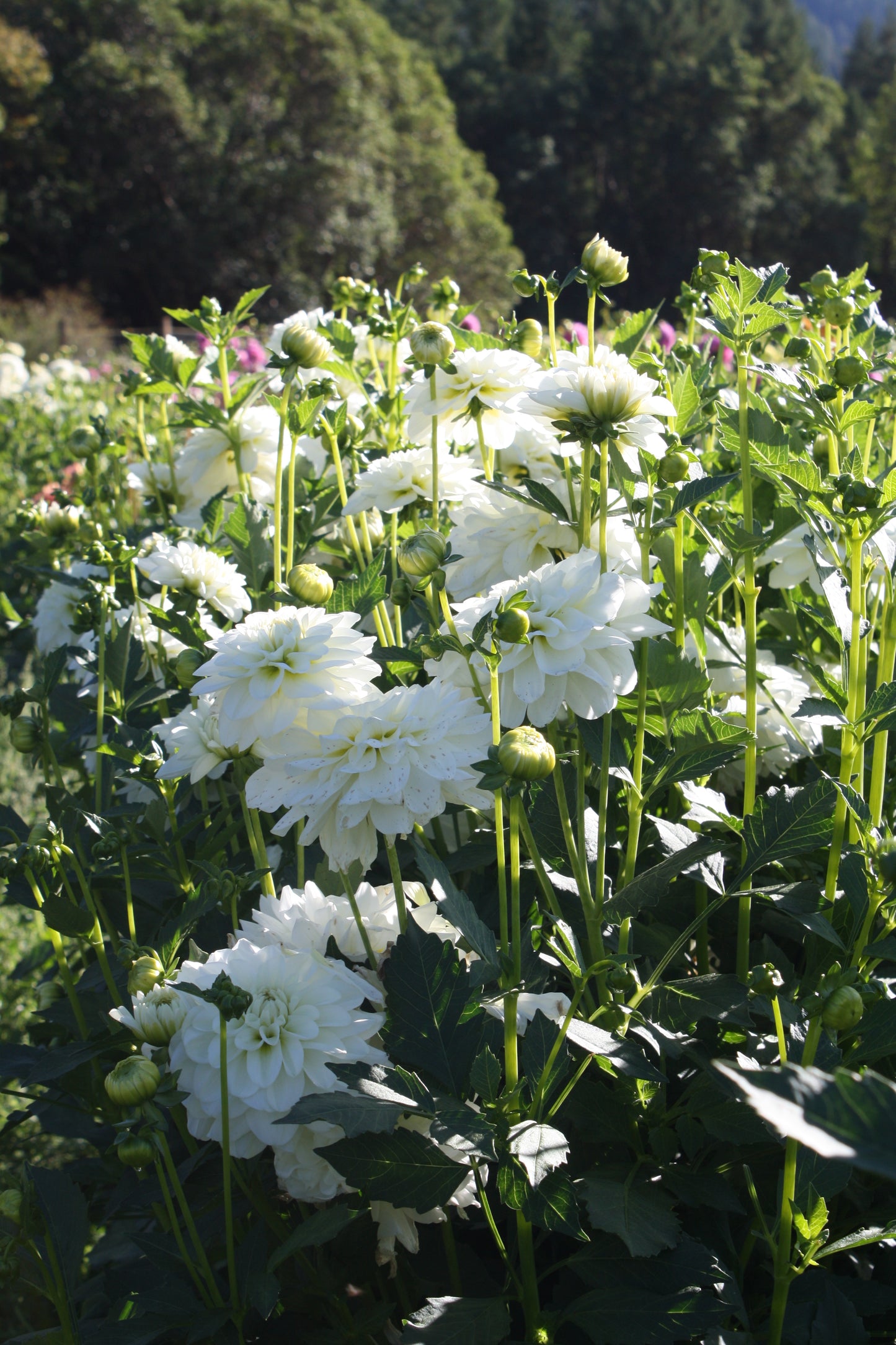 Bride to Be Dahlia Tuber