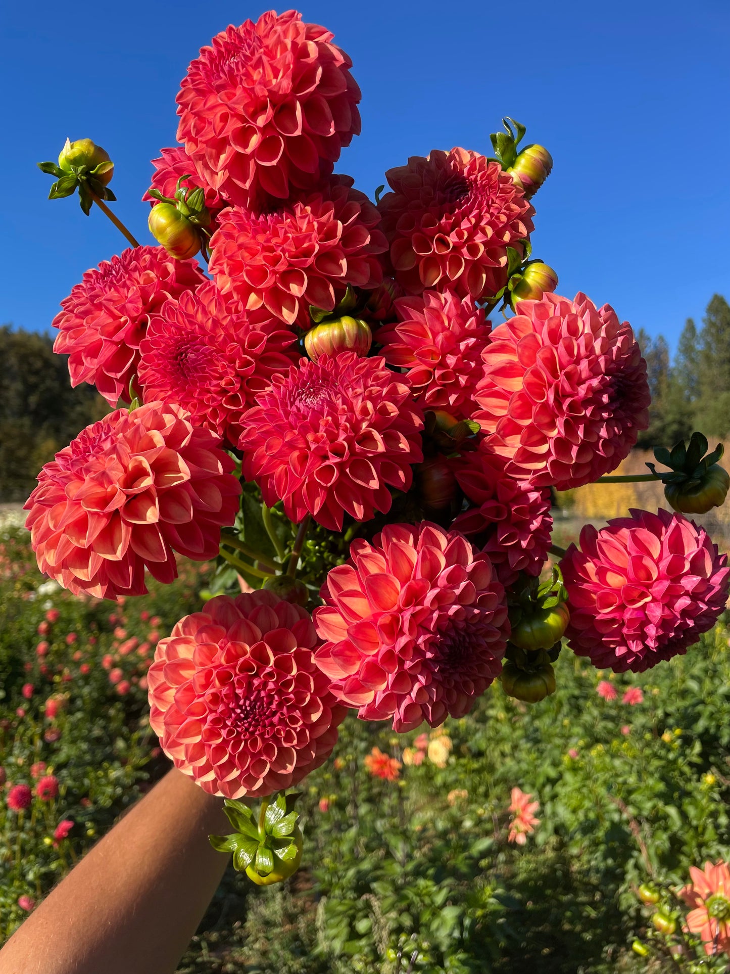 Robin Hood Dahlia Tuber