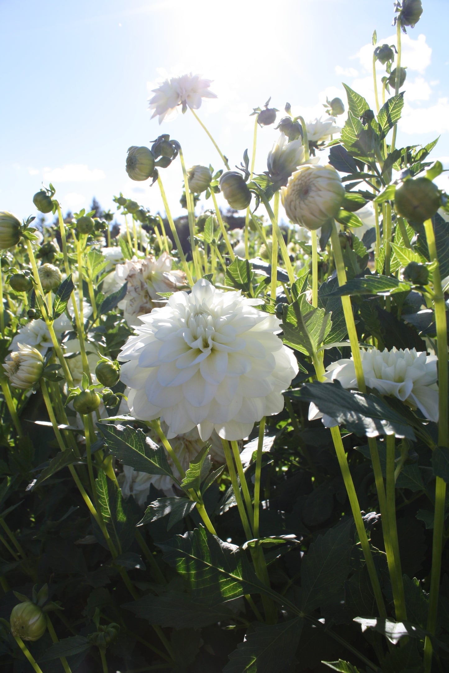 Bride to Be Dahlia Tuber