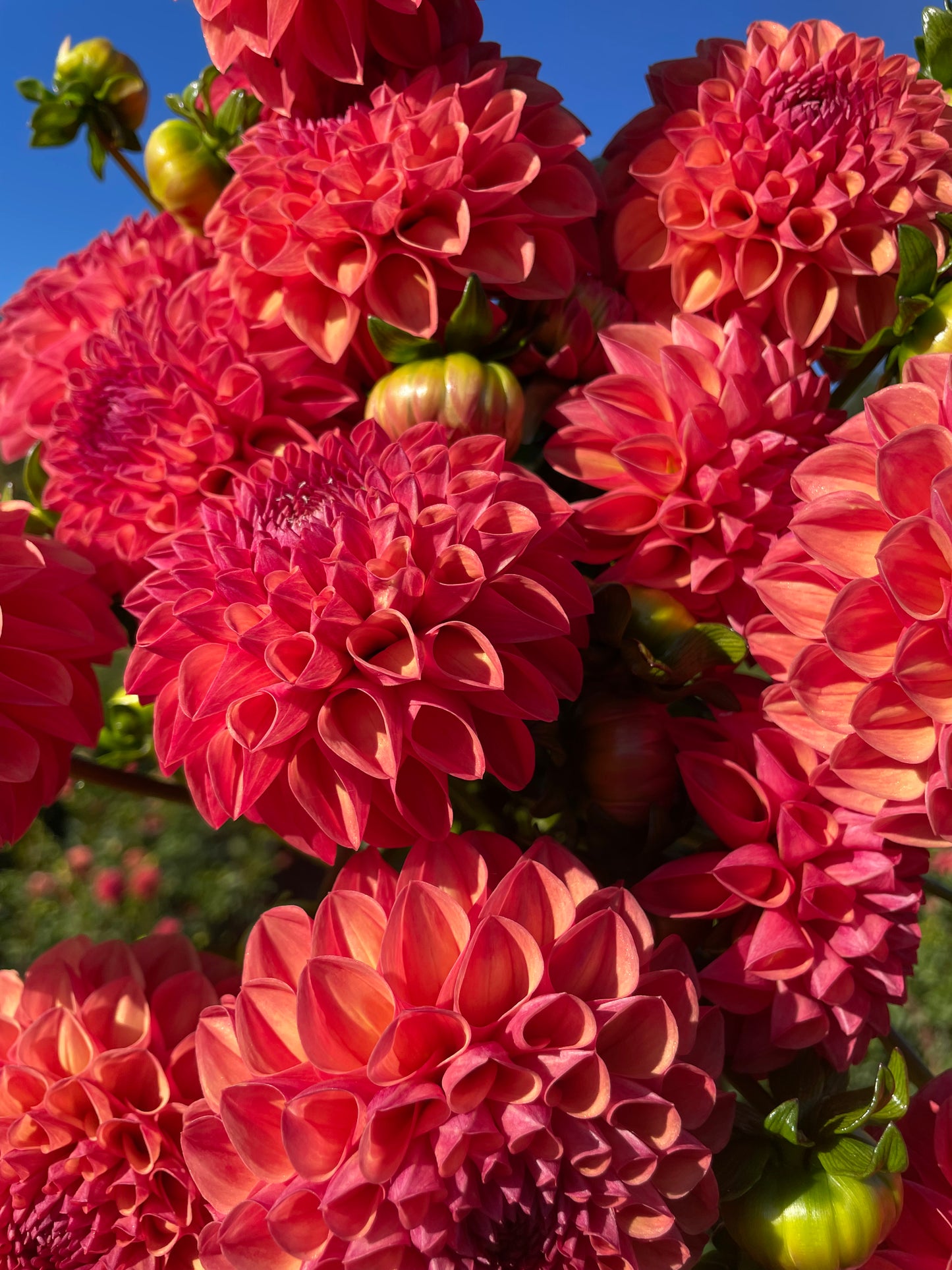 Robin Hood Dahlia Tuber