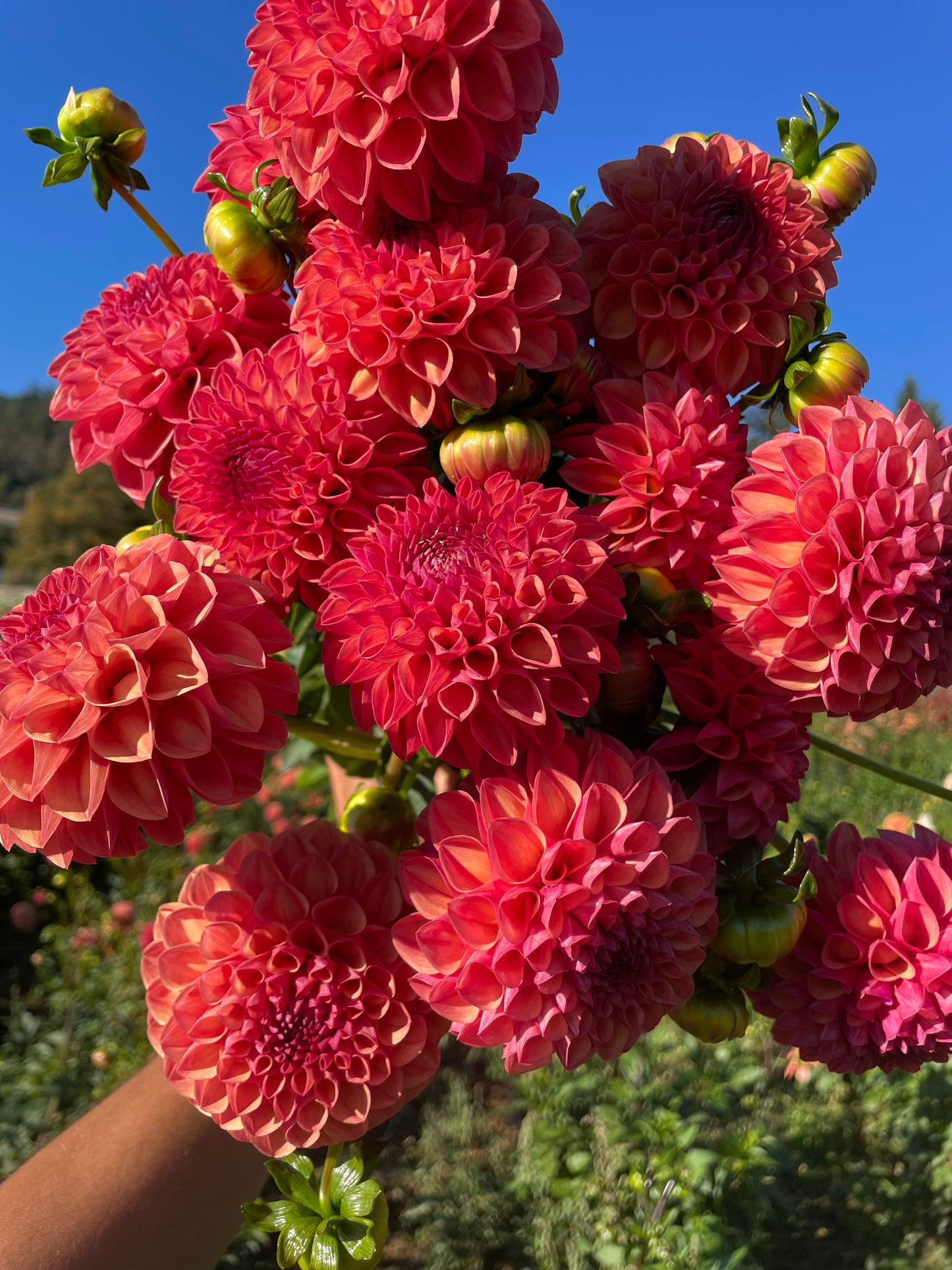 Robin Hood Dahlia Tuber