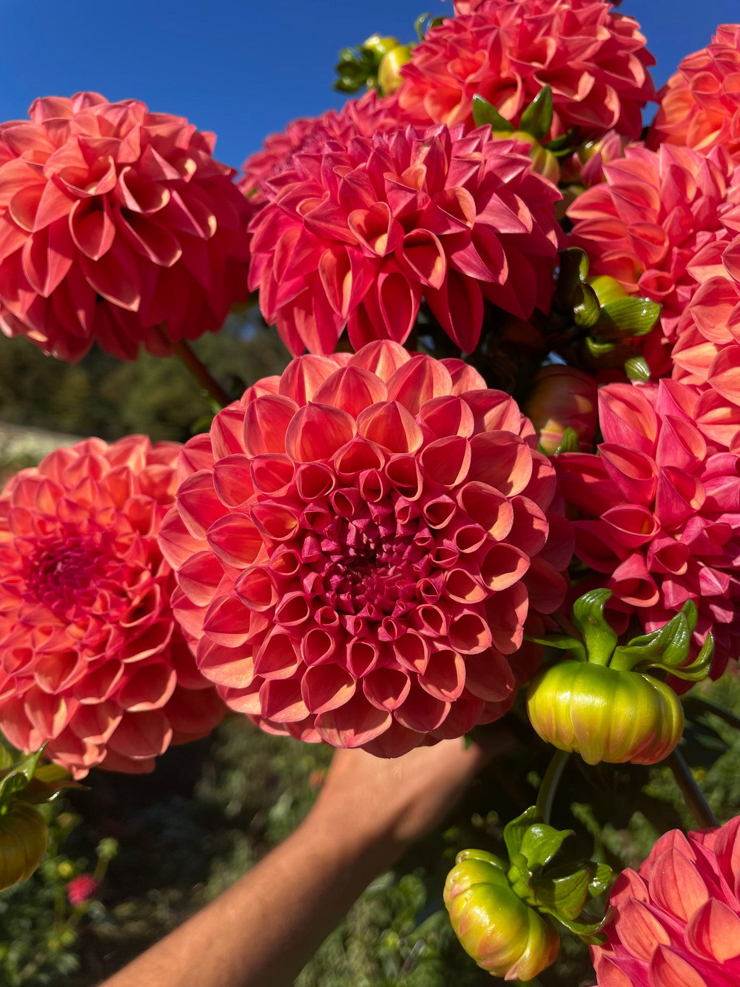 Robin Hood Dahlia Tuber