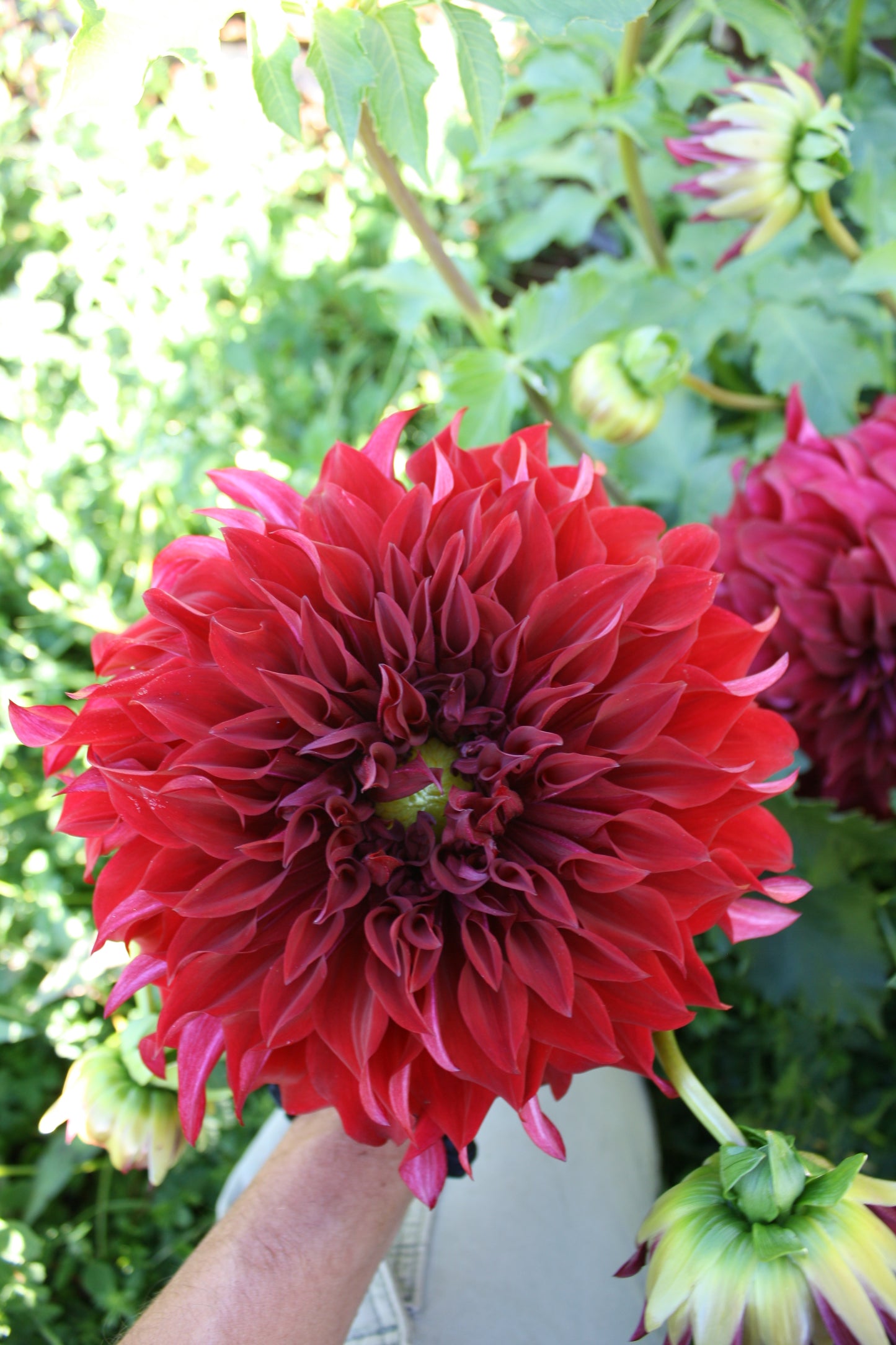 Spartacus Dahlia Tuber