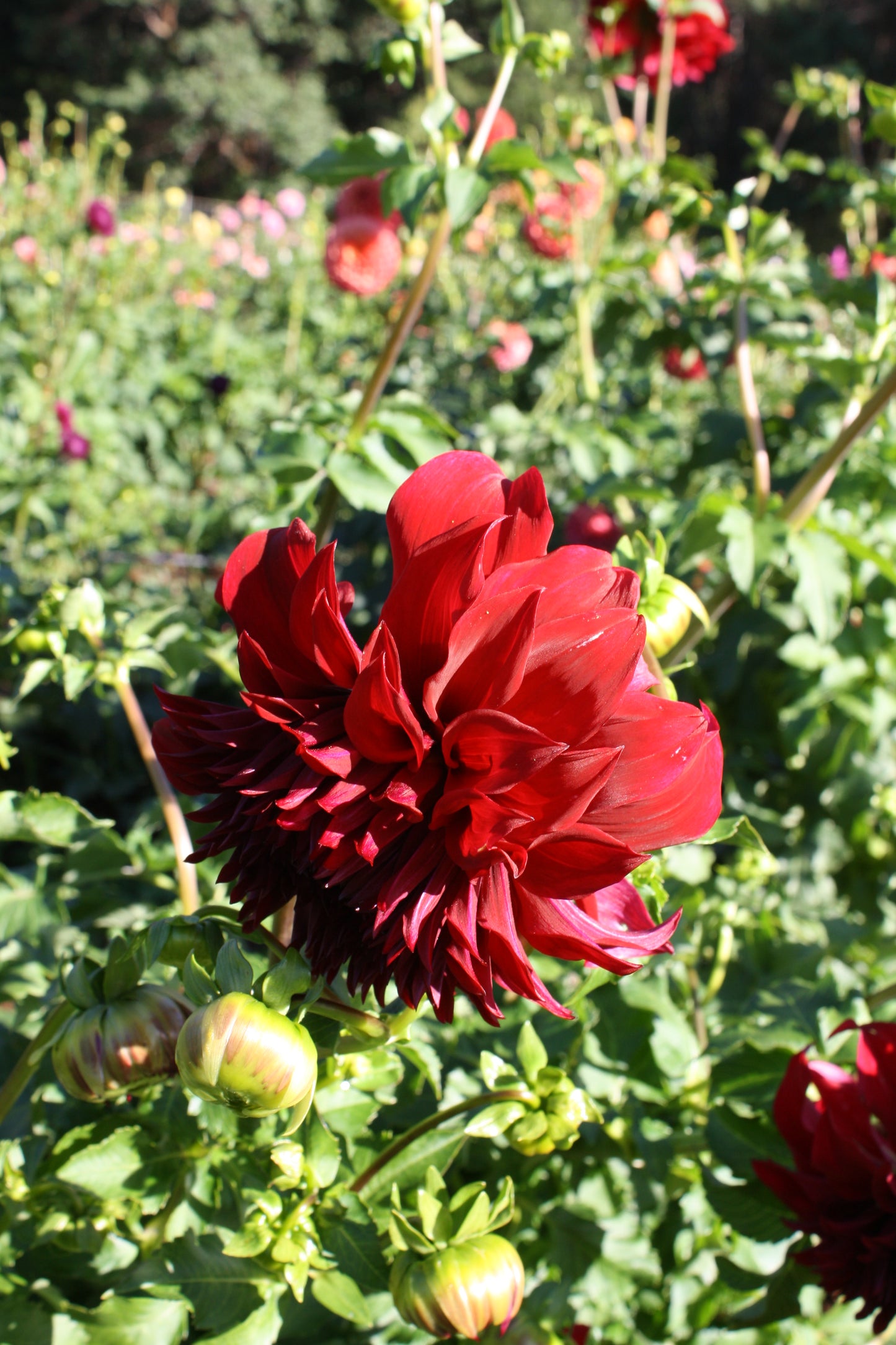 Spartacus Dahlia Tuber