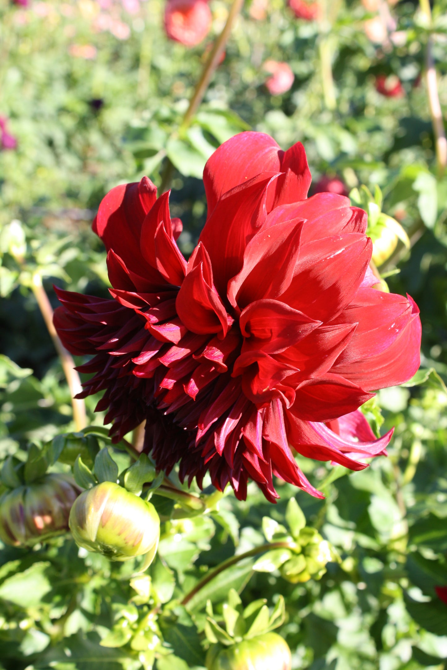 Spartacus Dahlia Tuber