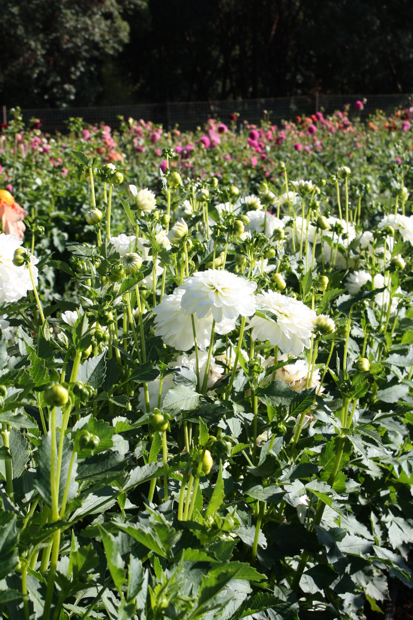 Bride to Be Dahlia Tuber