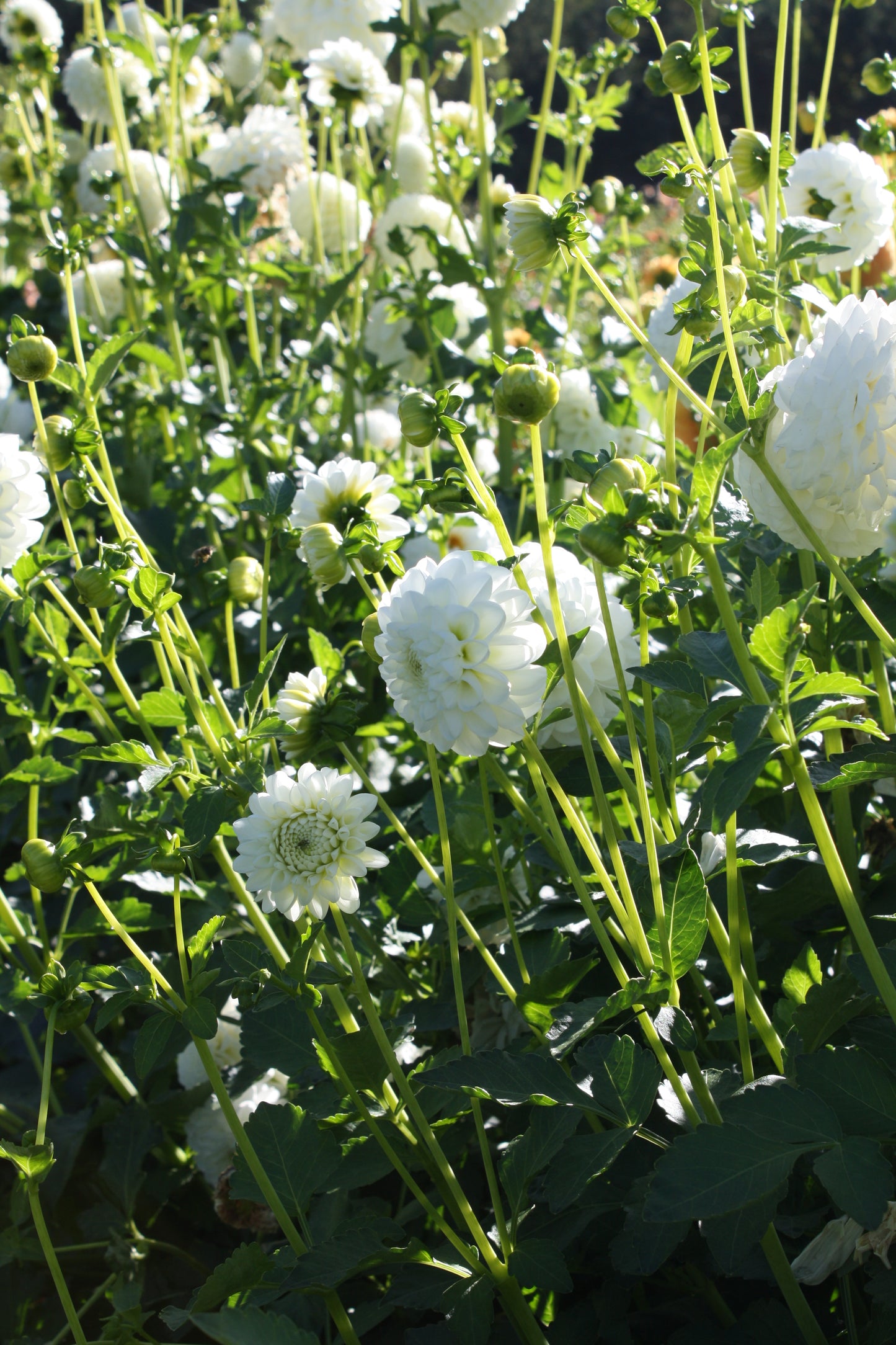 White Aster Dahlia Tuber