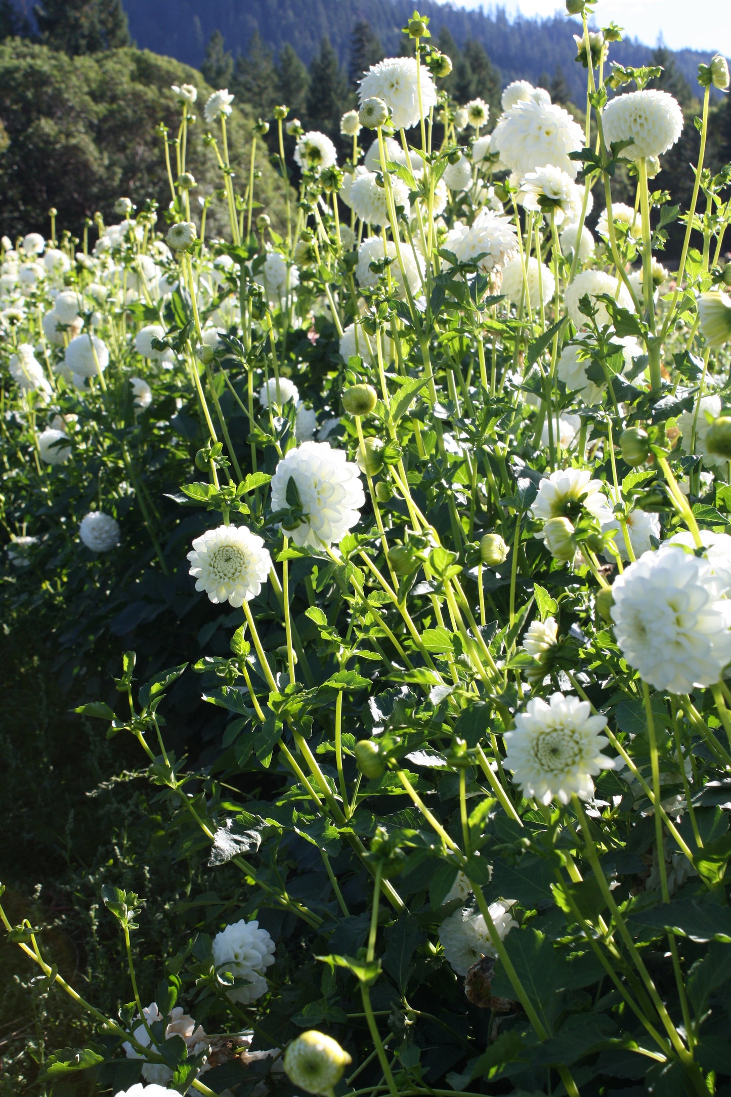 White Aster Dahlia Tuber