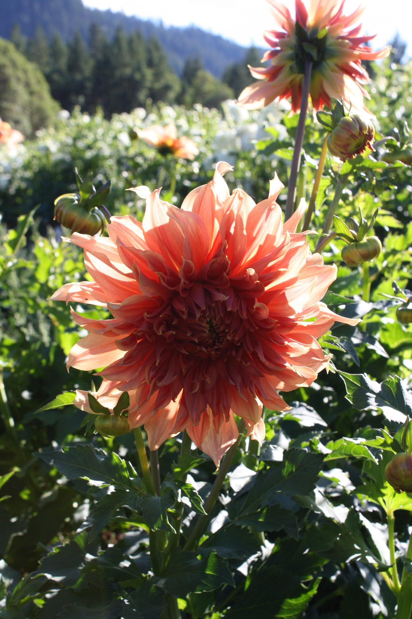 Penhill Watermelon Dahlia Tuber