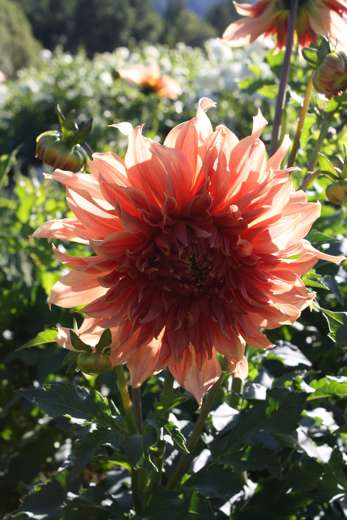 Penhill Watermelon Dahlia Tuber