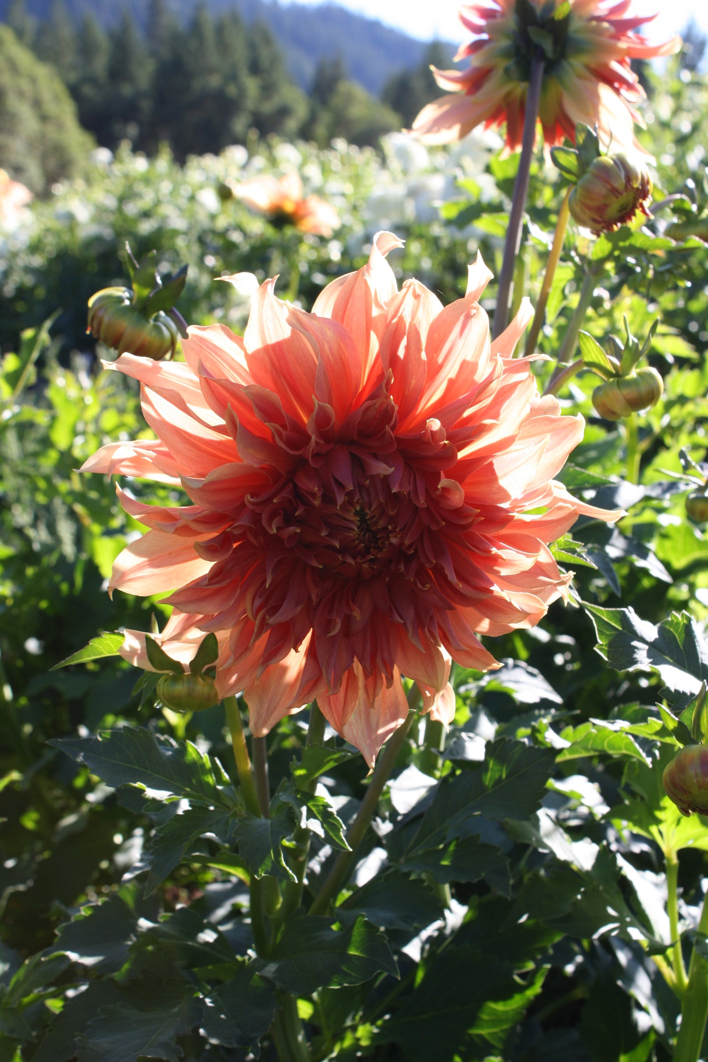 Penhill Watermelon Dahlia Tuber