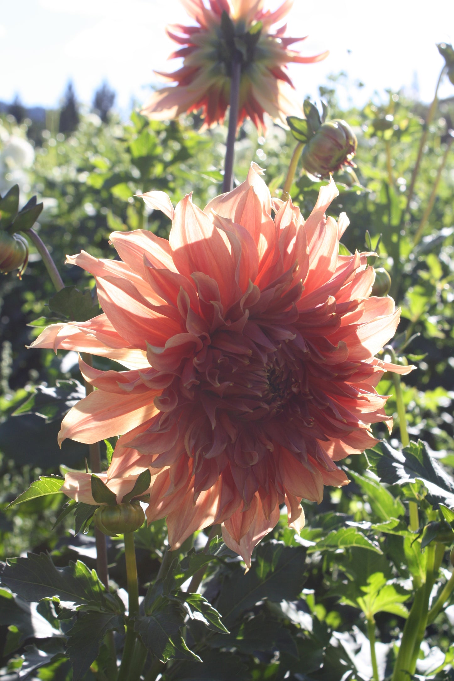 Penhill Watermelon Dahlia Tuber