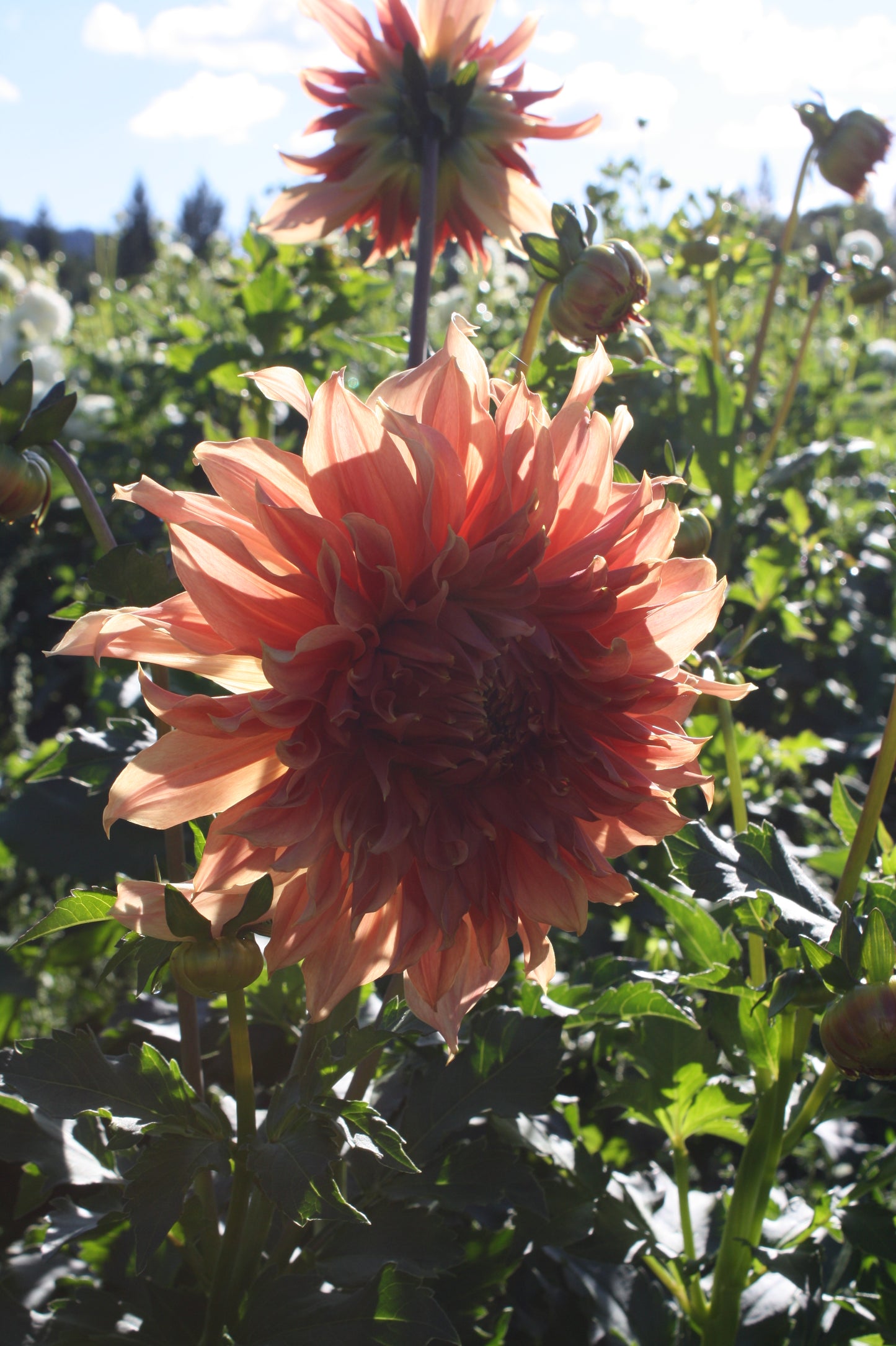 Penhill Watermelon Dahlia Tuber