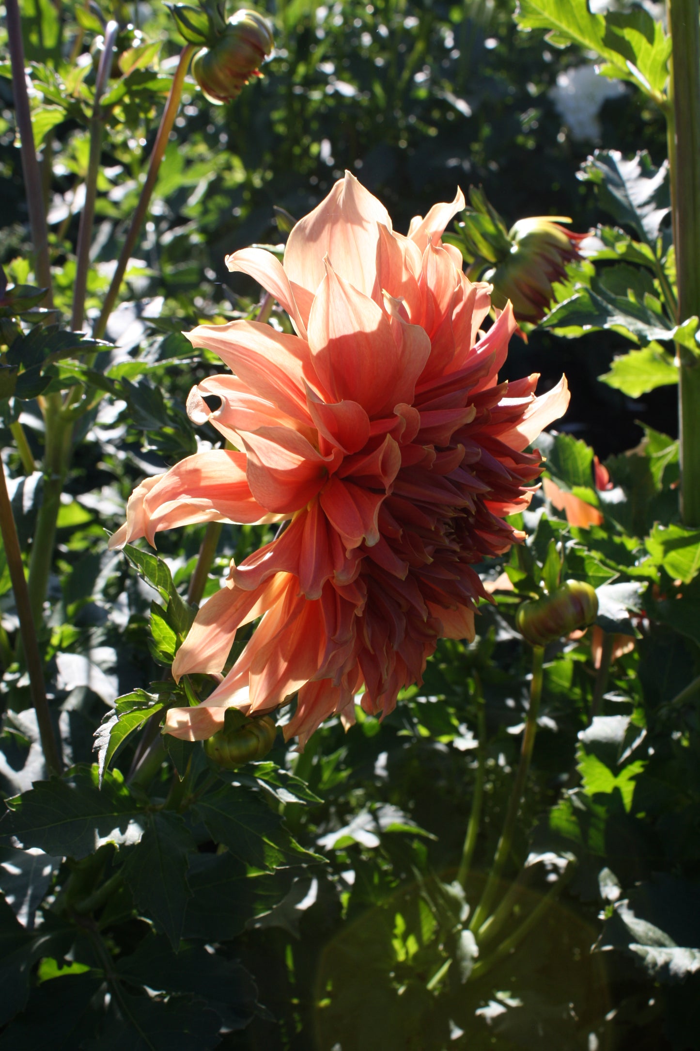 Penhill Watermelon Dahlia Tuber