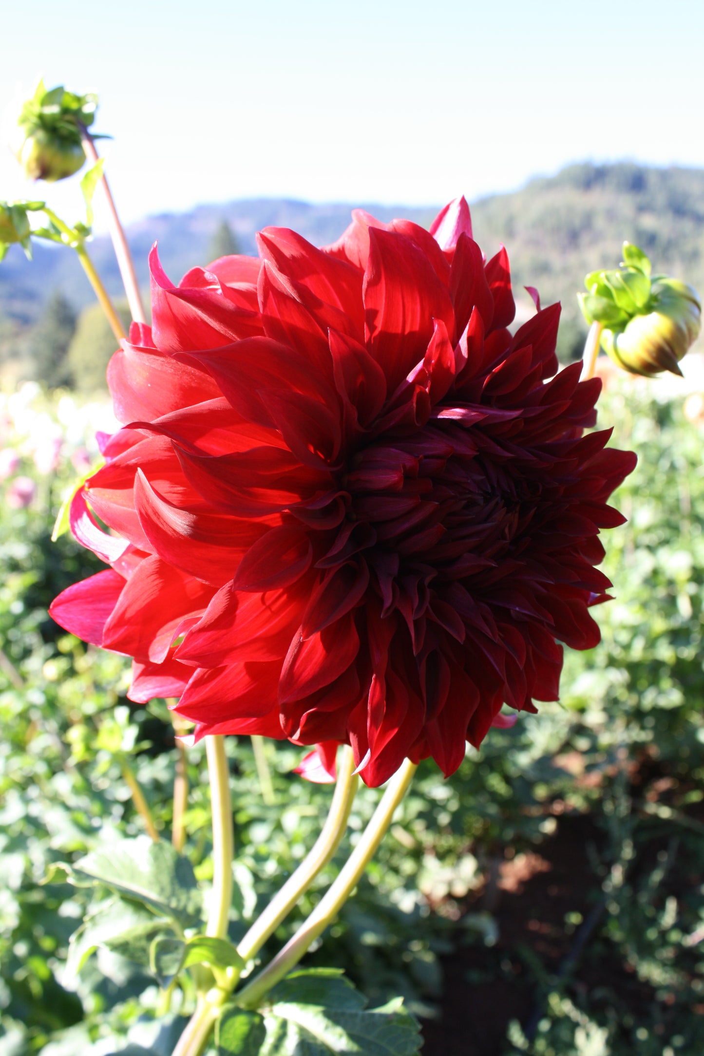Spartacus Dahlia Tuber