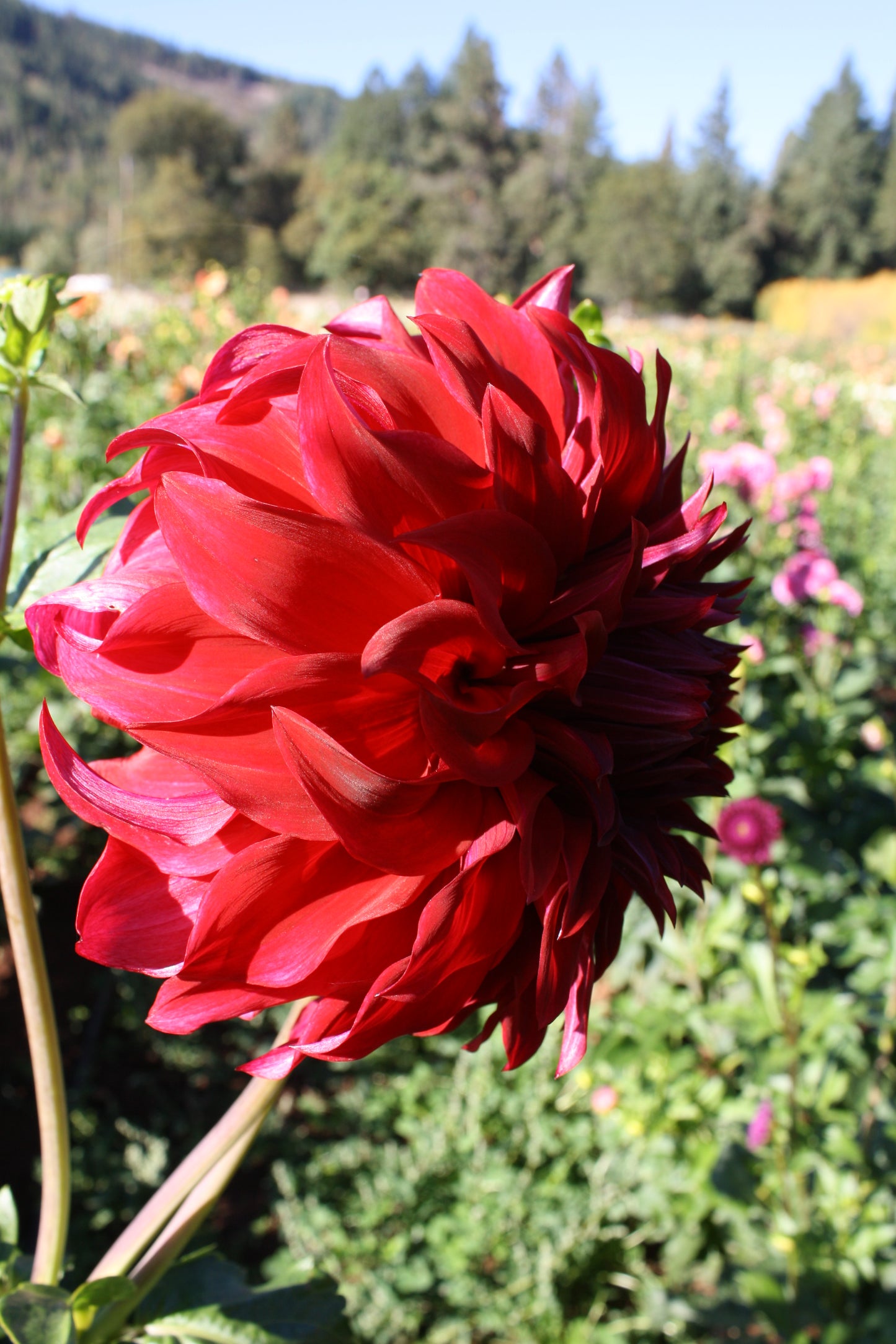 Spartacus Dahlia Tuber