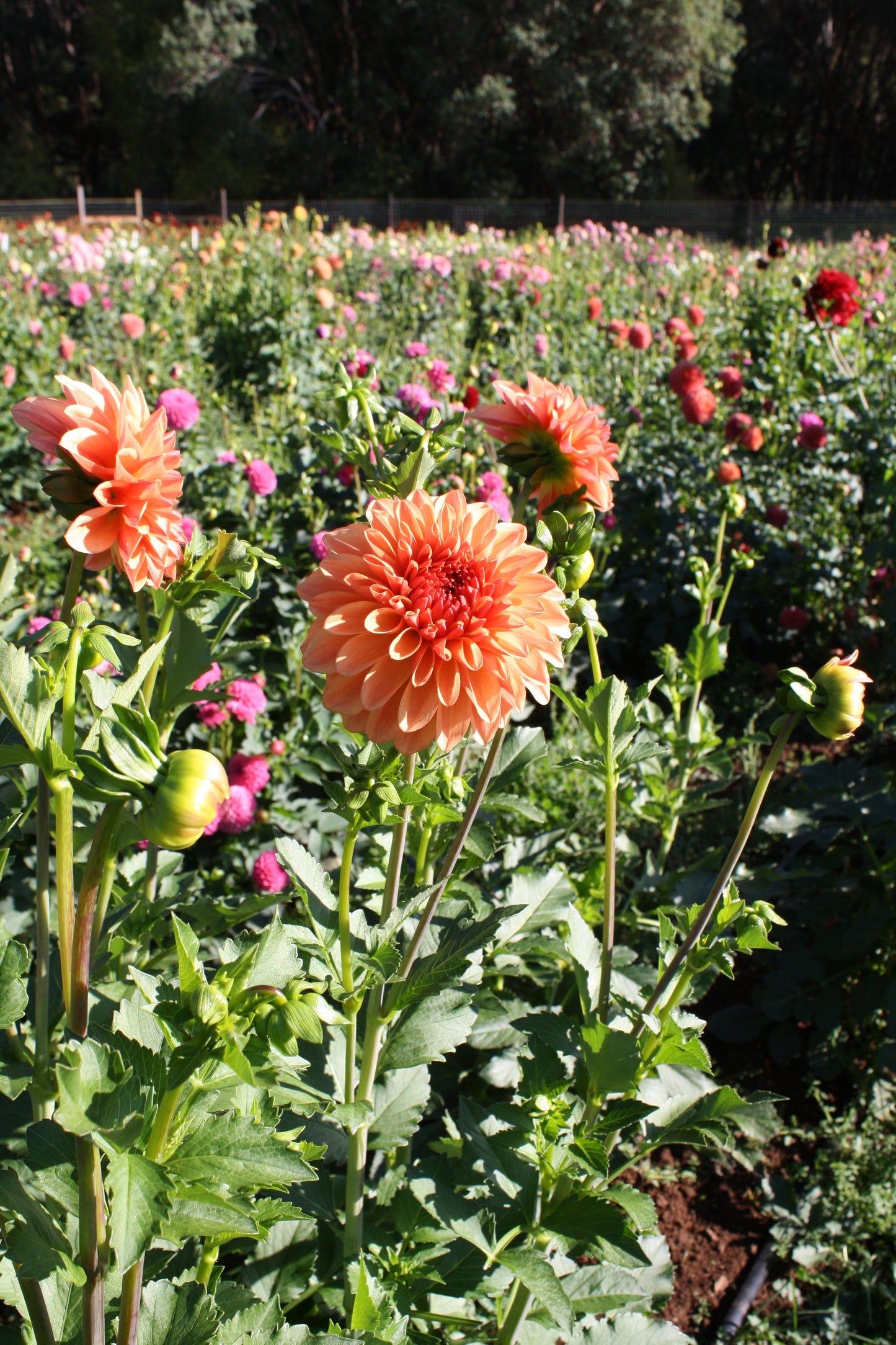 RobAnn Butterscotch Dahlia Tuber