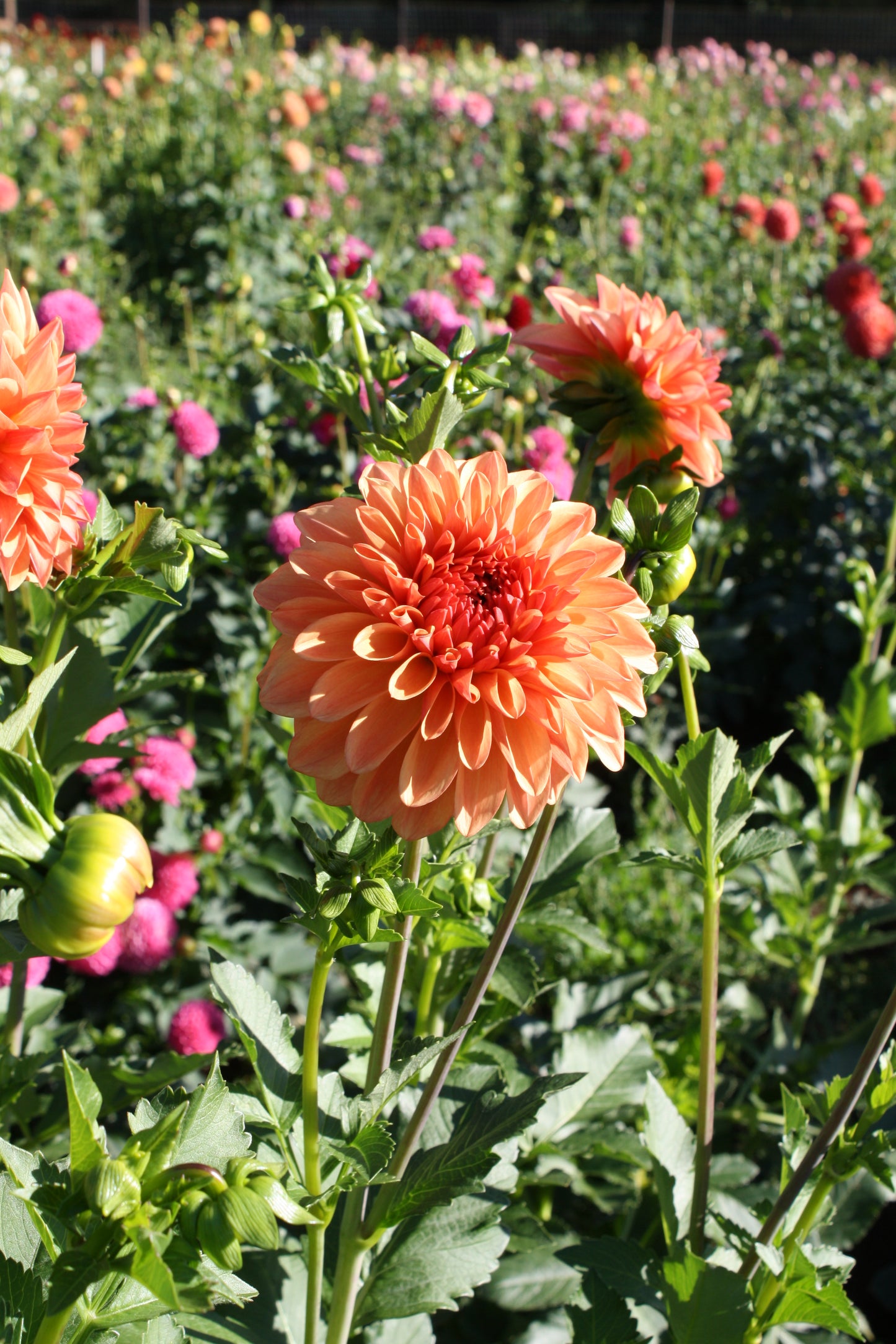RobAnn Butterscotch Dahlia Tuber