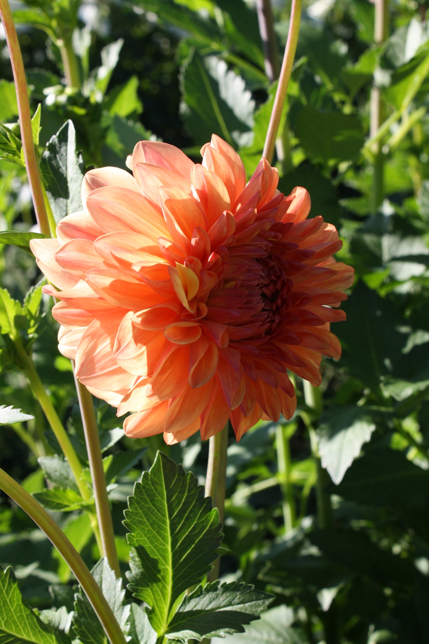 RobAnn Butterscotch Dahlia Tuber
