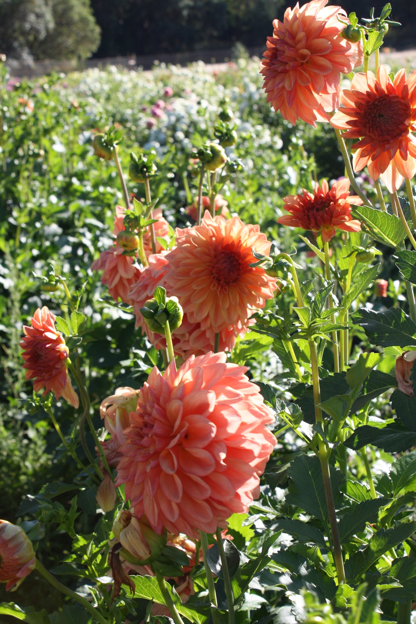 RobAnn Butterscotch Dahlia Tuber