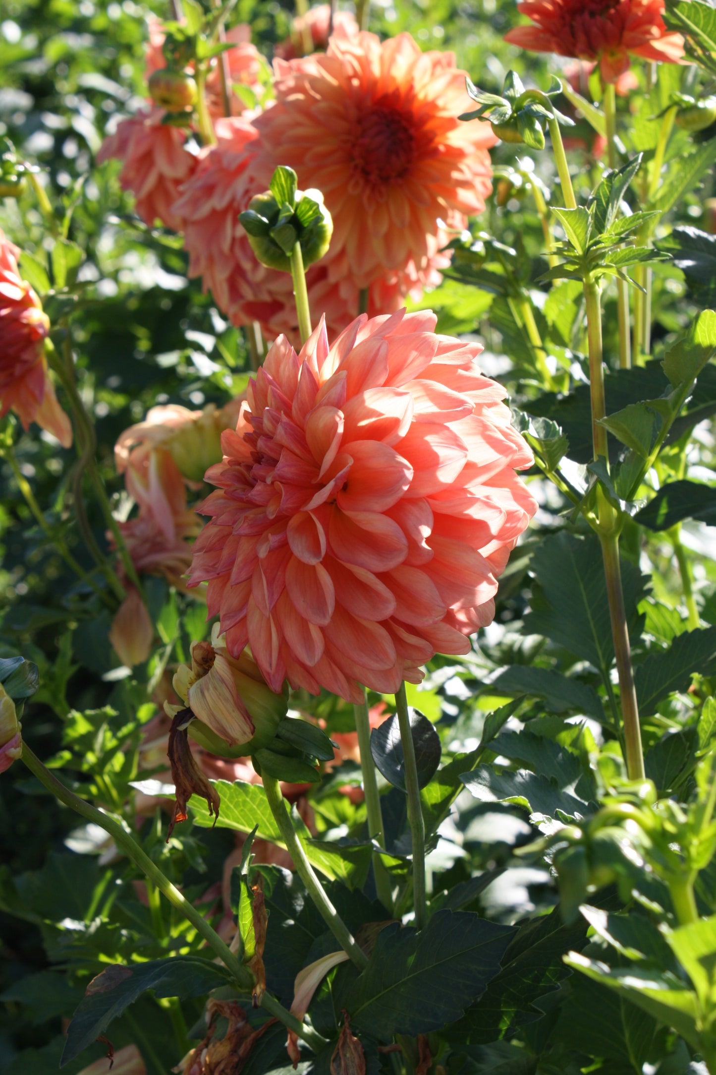 RobAnn Butterscotch Dahlia Tuber