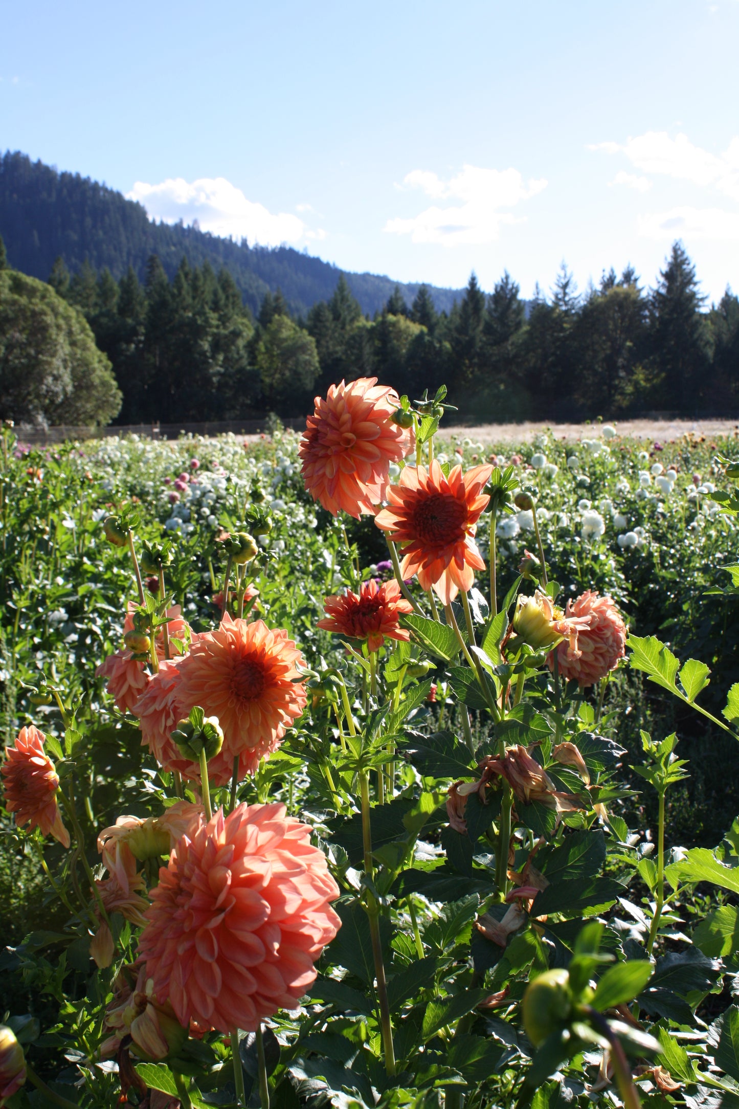 RobAnn Butterscotch Dahlia Tuber