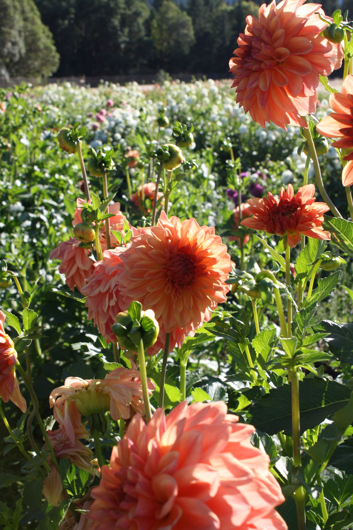 RobAnn Butterscotch Dahlia Tuber