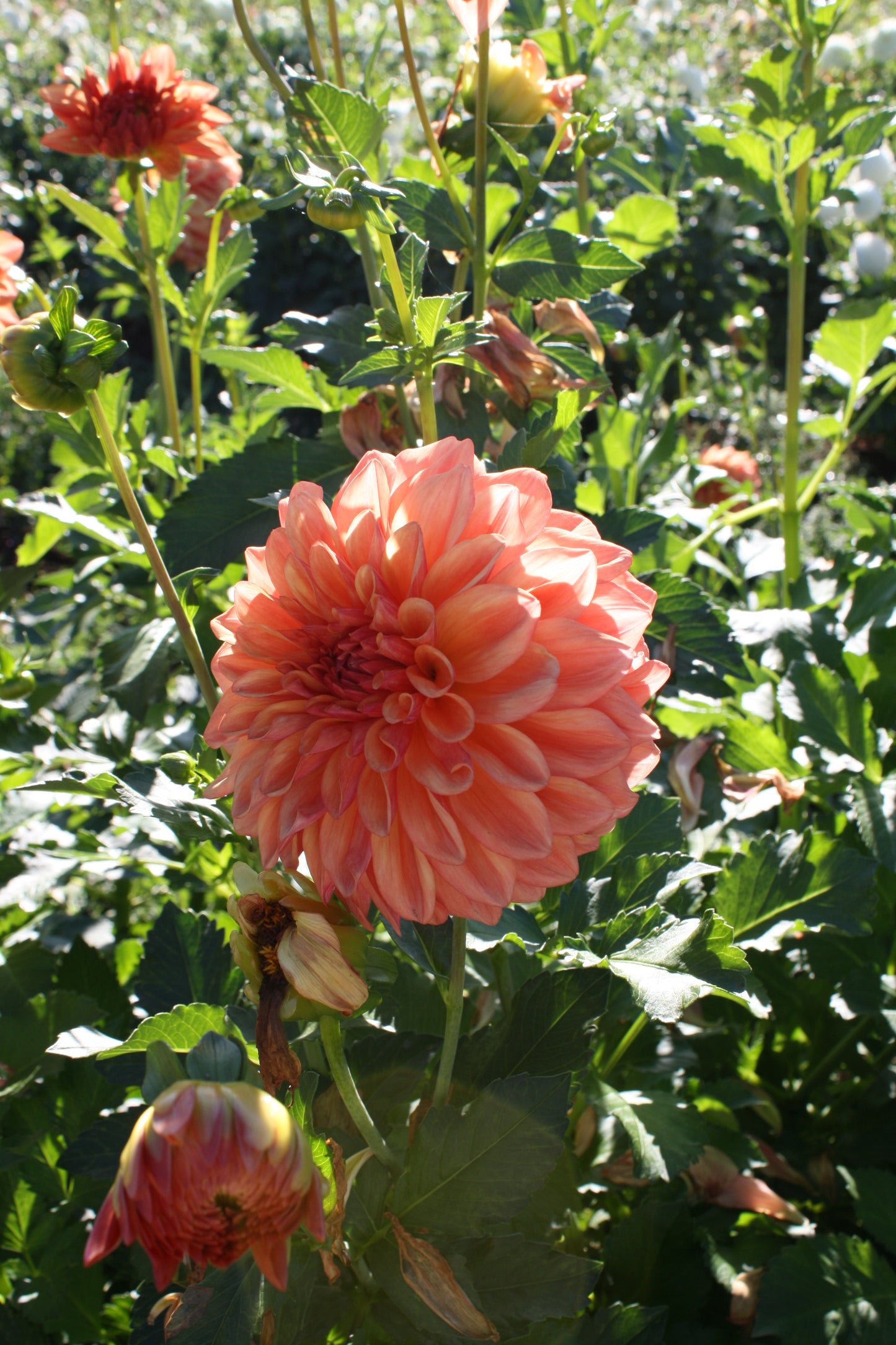 RobAnn Butterscotch Dahlia Tuber
