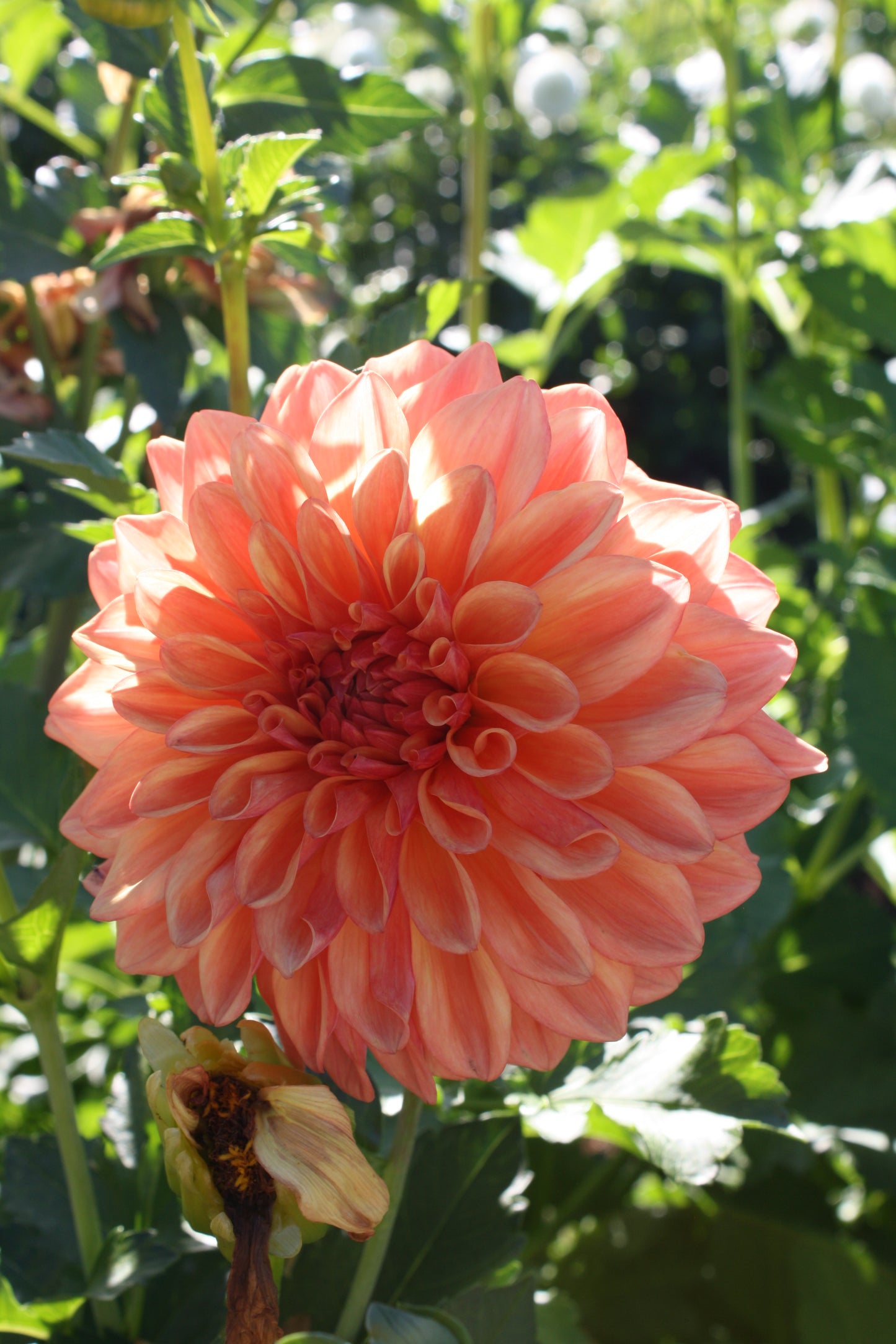 RobAnn Butterscotch Dahlia Tuber