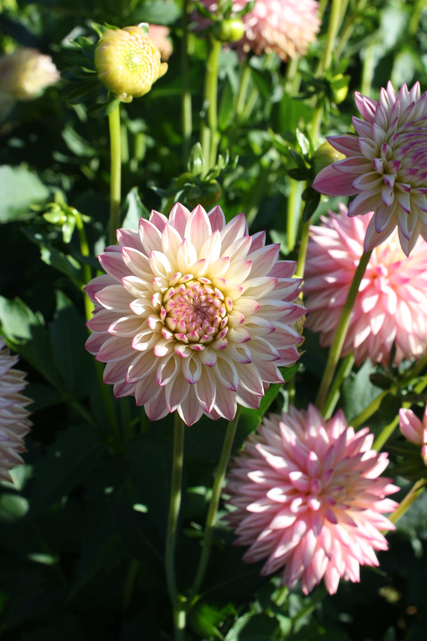 Valley Porcupine Dahlia Tuber