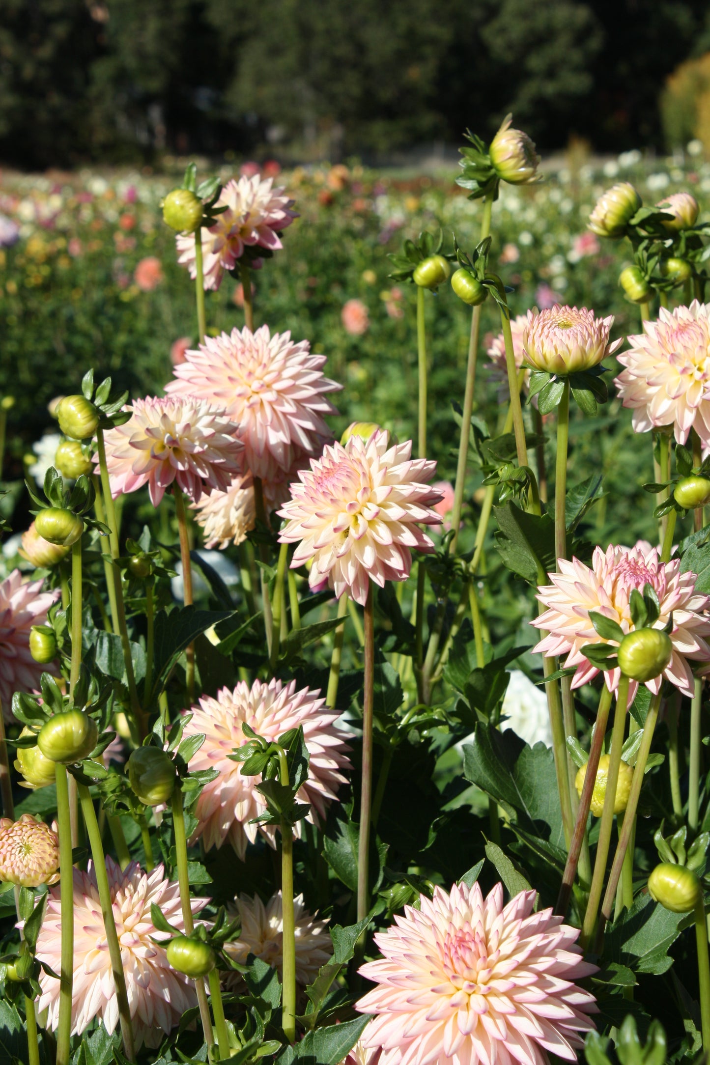 Valley Porcupine Dahlia Tuber