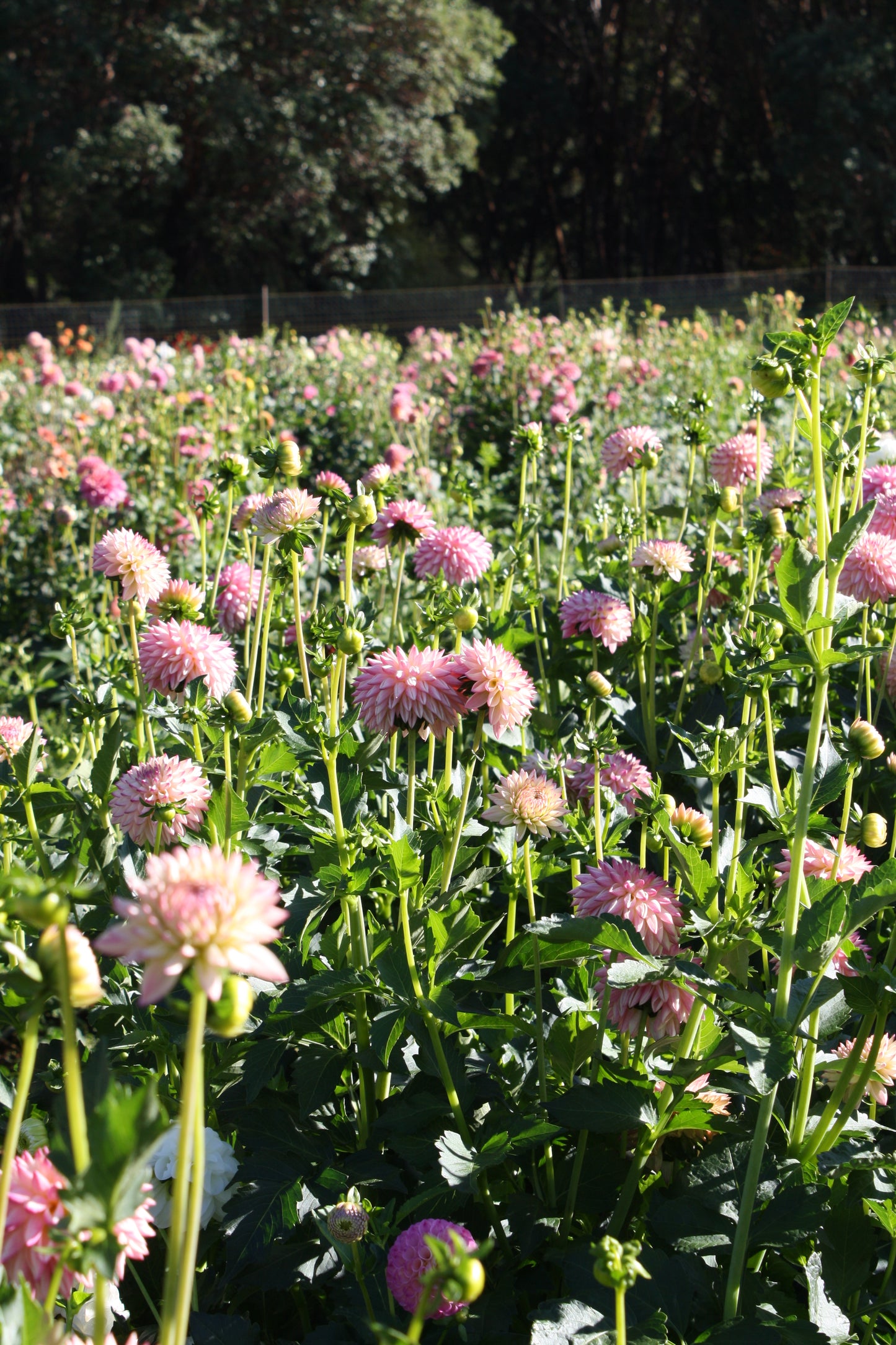 Valley Porcupine Dahlia Tuber
