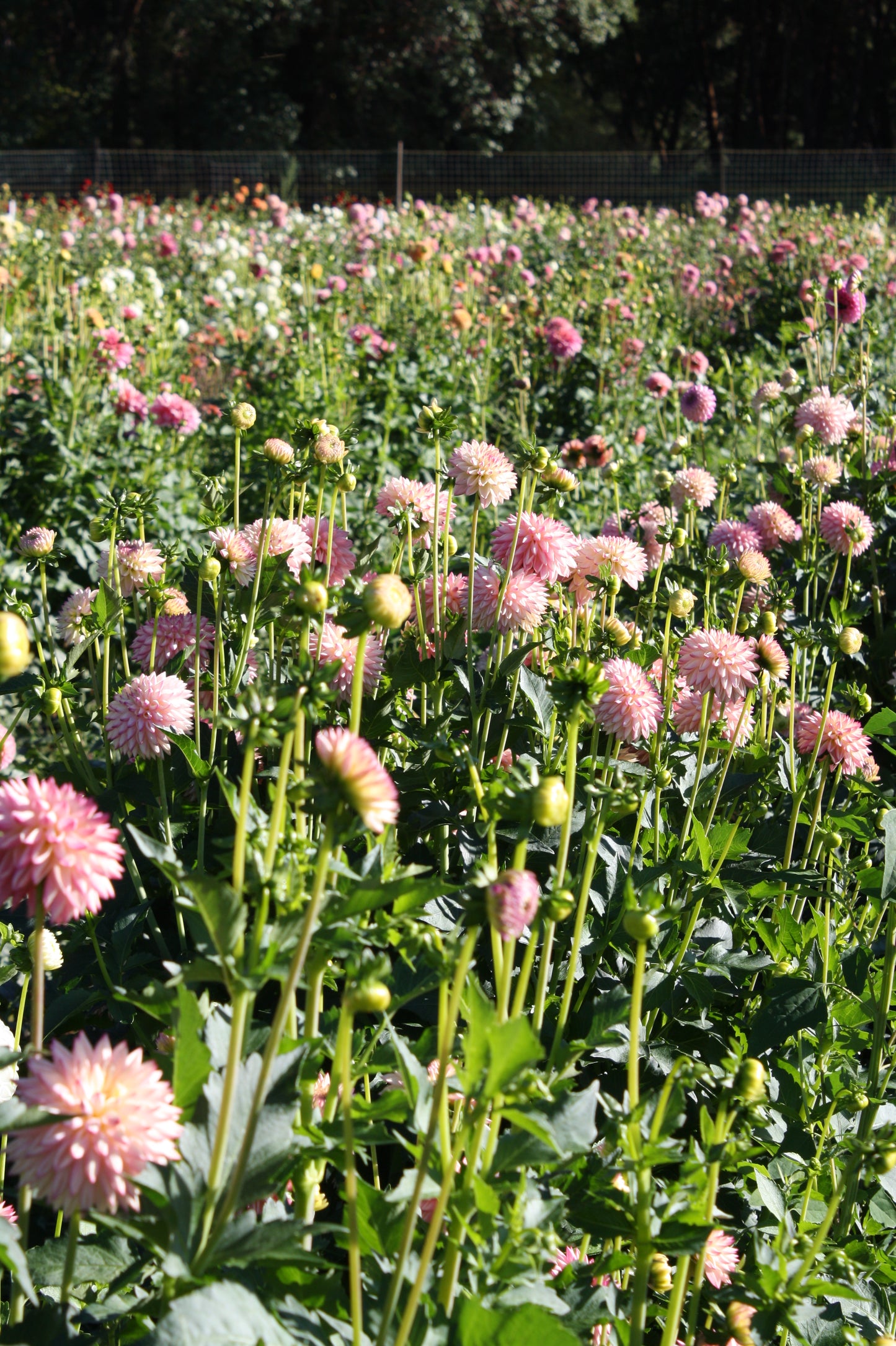 Valley Porcupine Dahlia Tuber