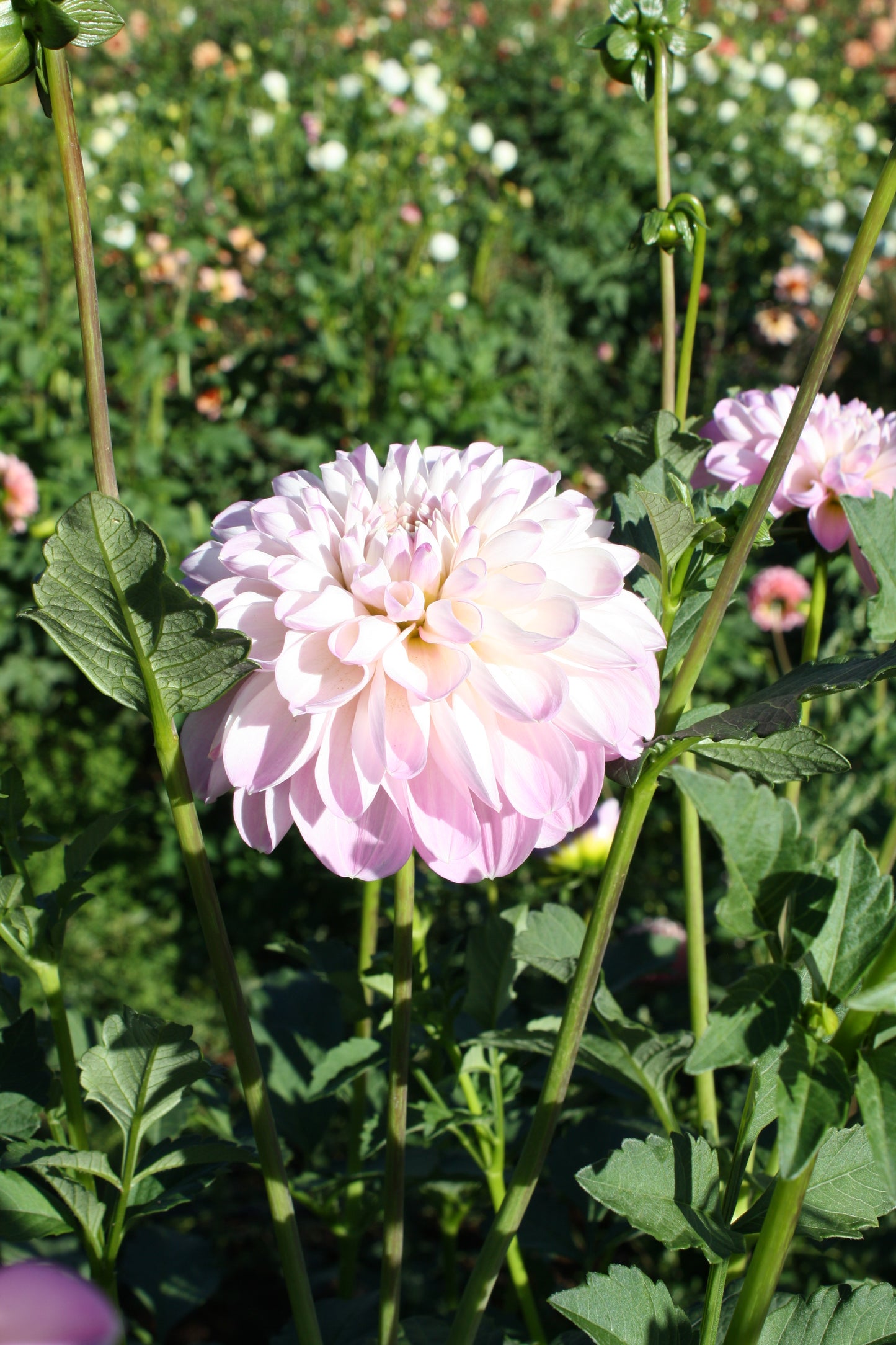 Megan Dean Dahlia Tuber