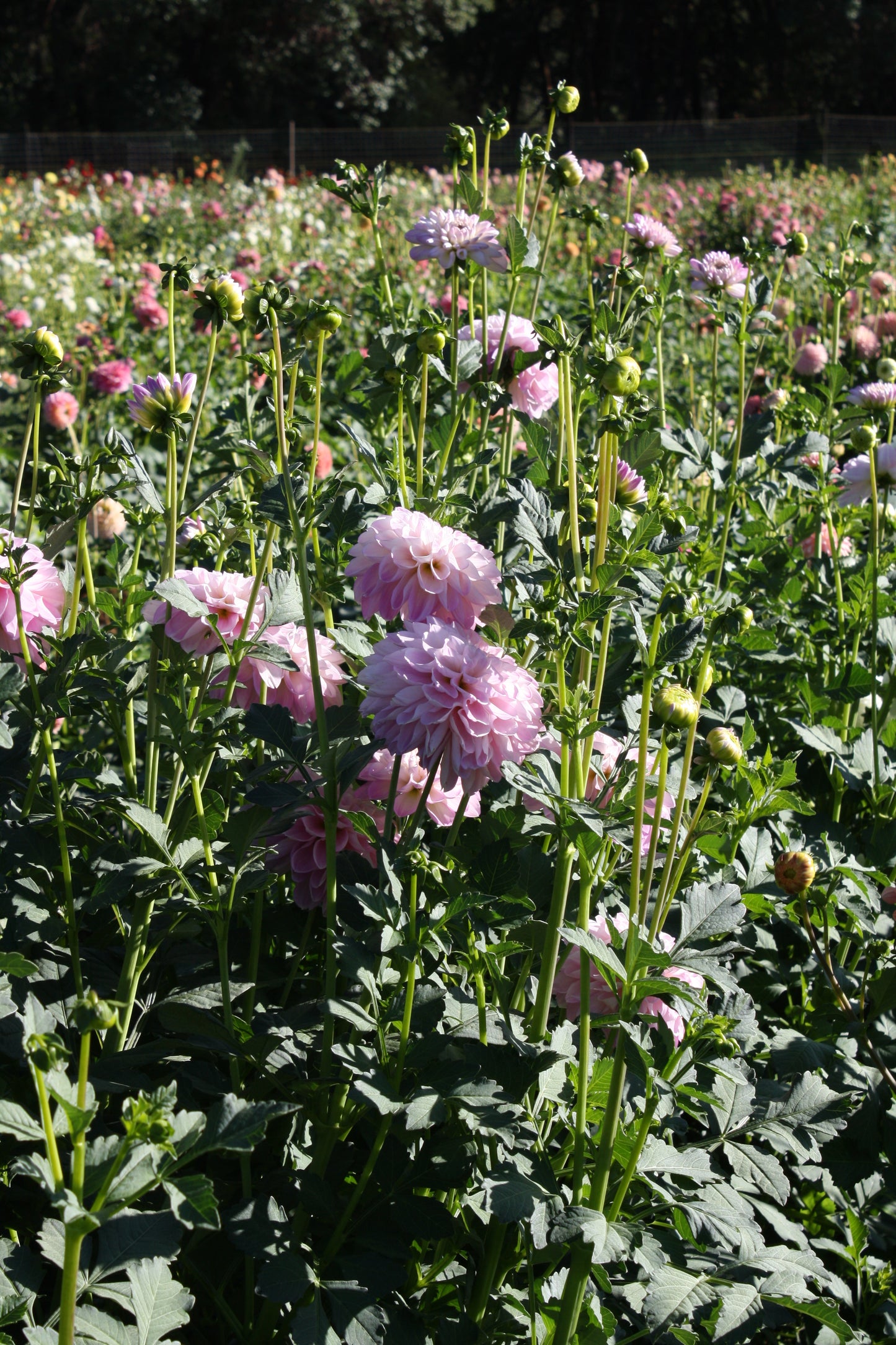 Megan Dean Dahlia Tuber