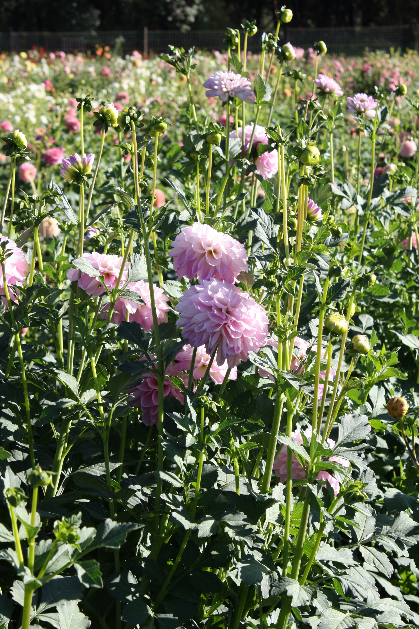 Megan Dean Dahlia Tuber