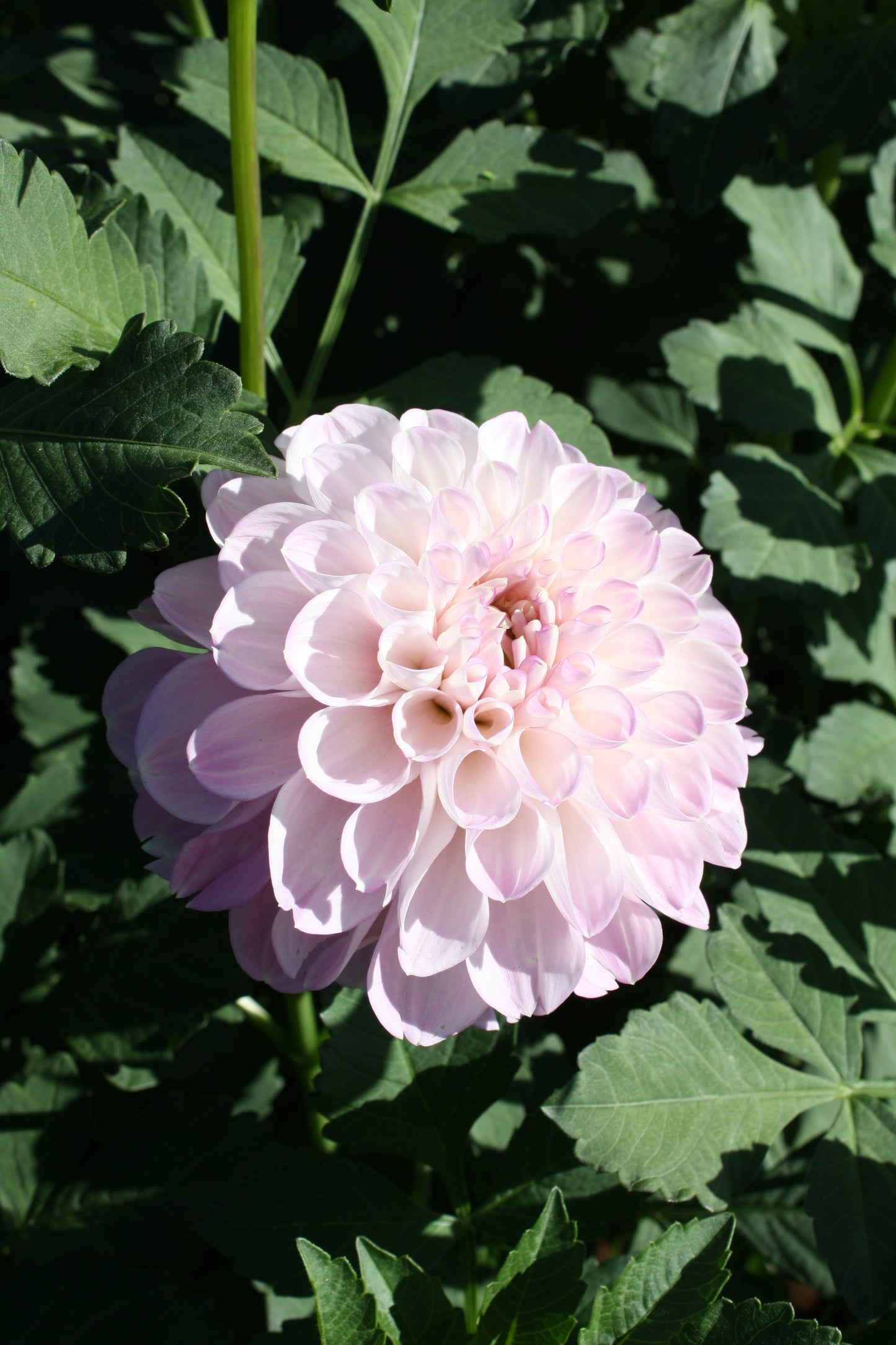 Megan Dean Dahlia Tuber